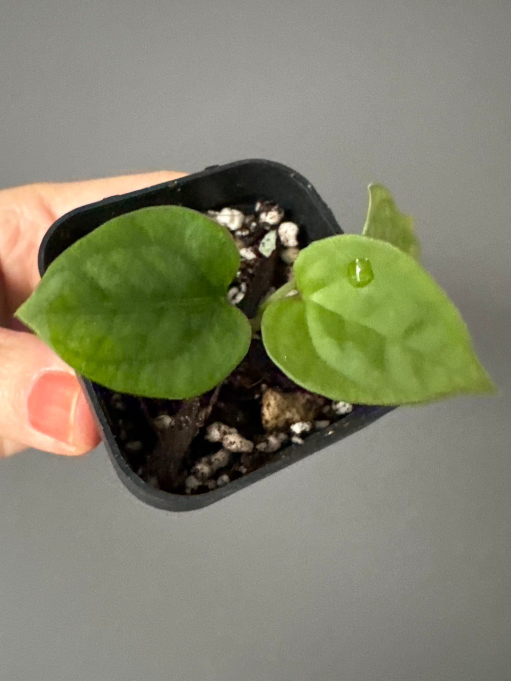 Anthurium (Besseae aff. x warocqueanum) x luxurians