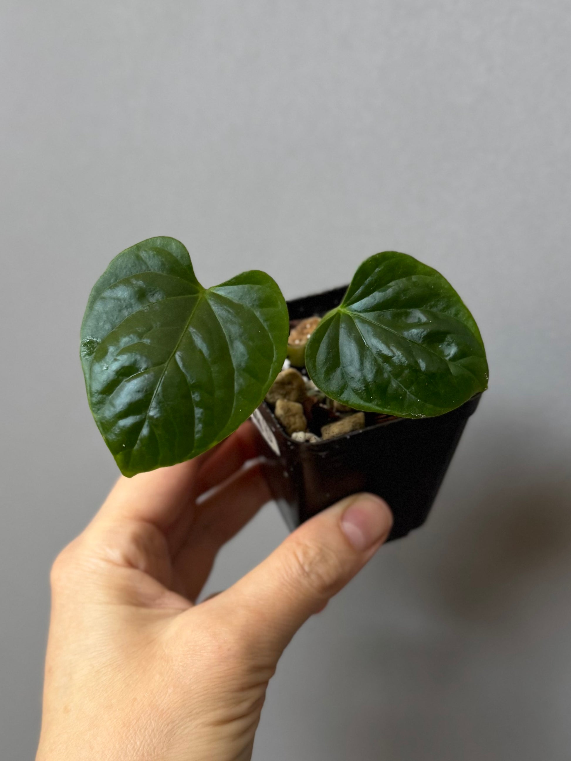 Anthurium debilis (#1) - cutting