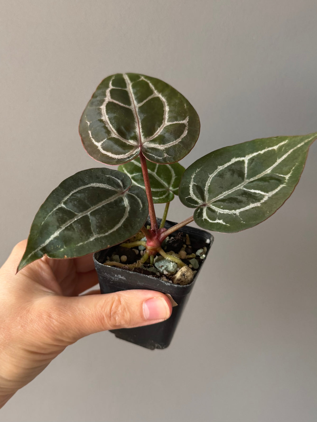 Anthurium ZxM x Michelle