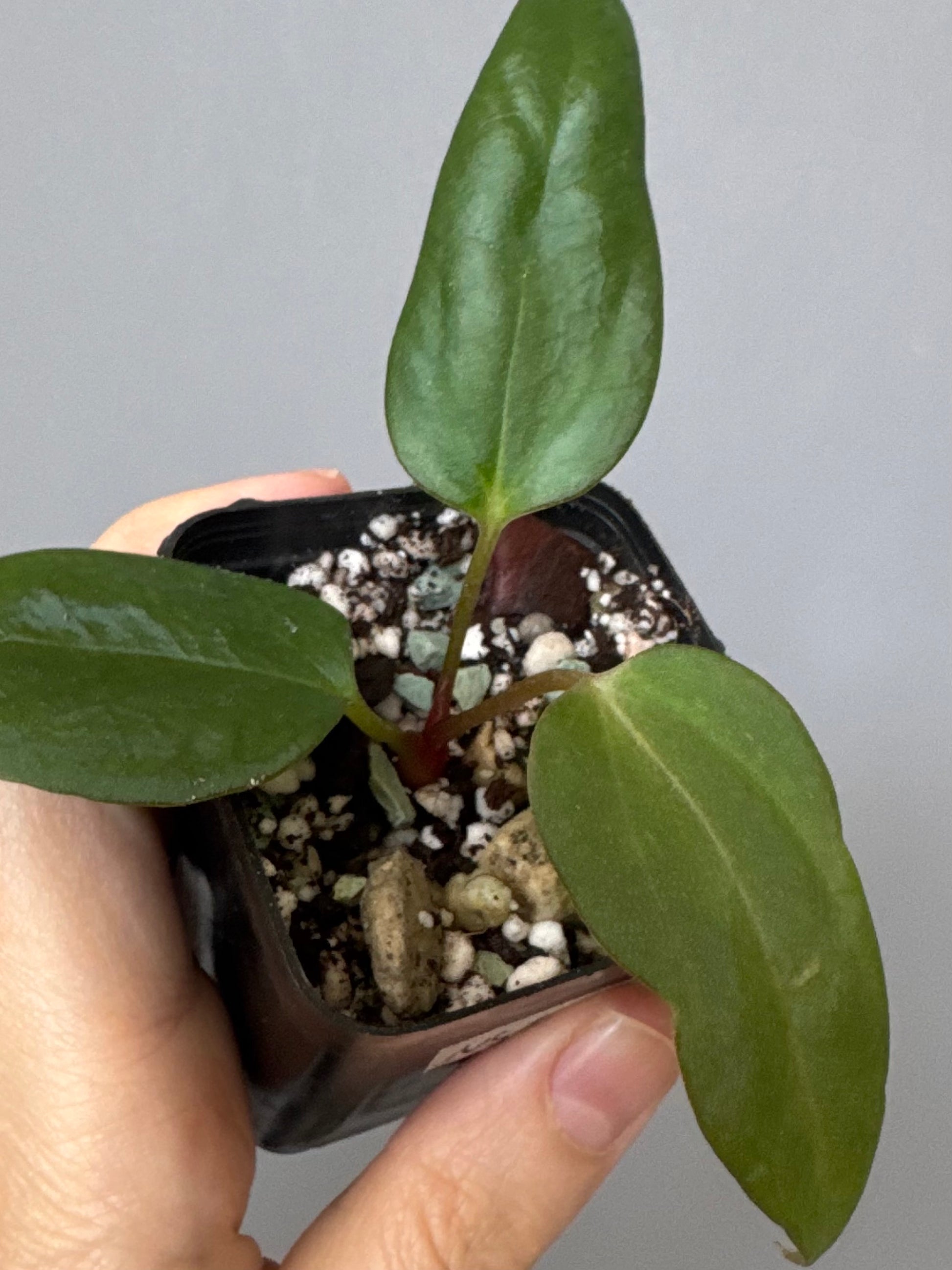 Anthurium portillae (NSE x Dorito) by max_aroids