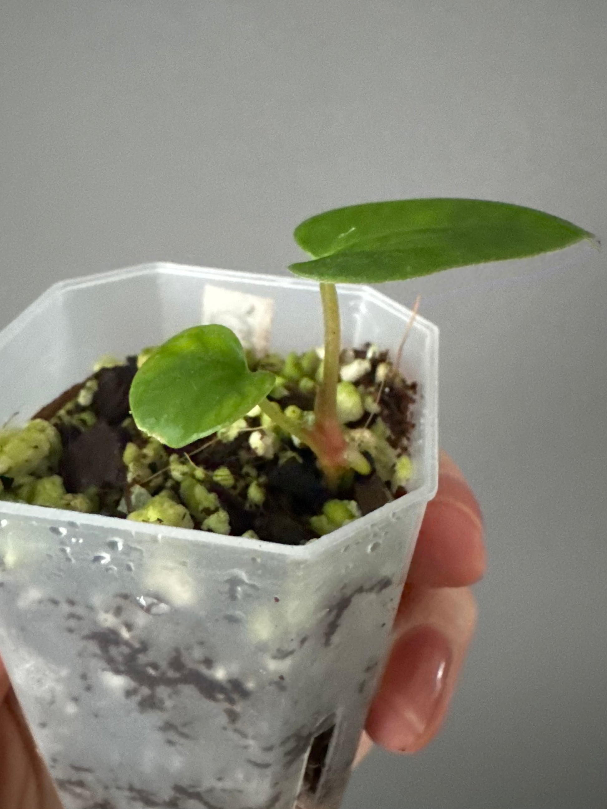 Anthurium RG dressleri x Carlablackiae District