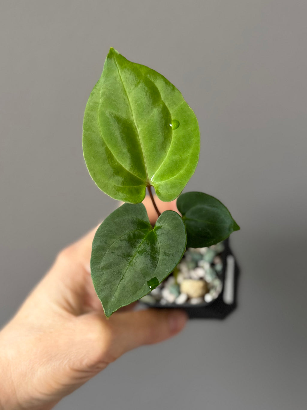Anthurium Besseae aff. x RVDP