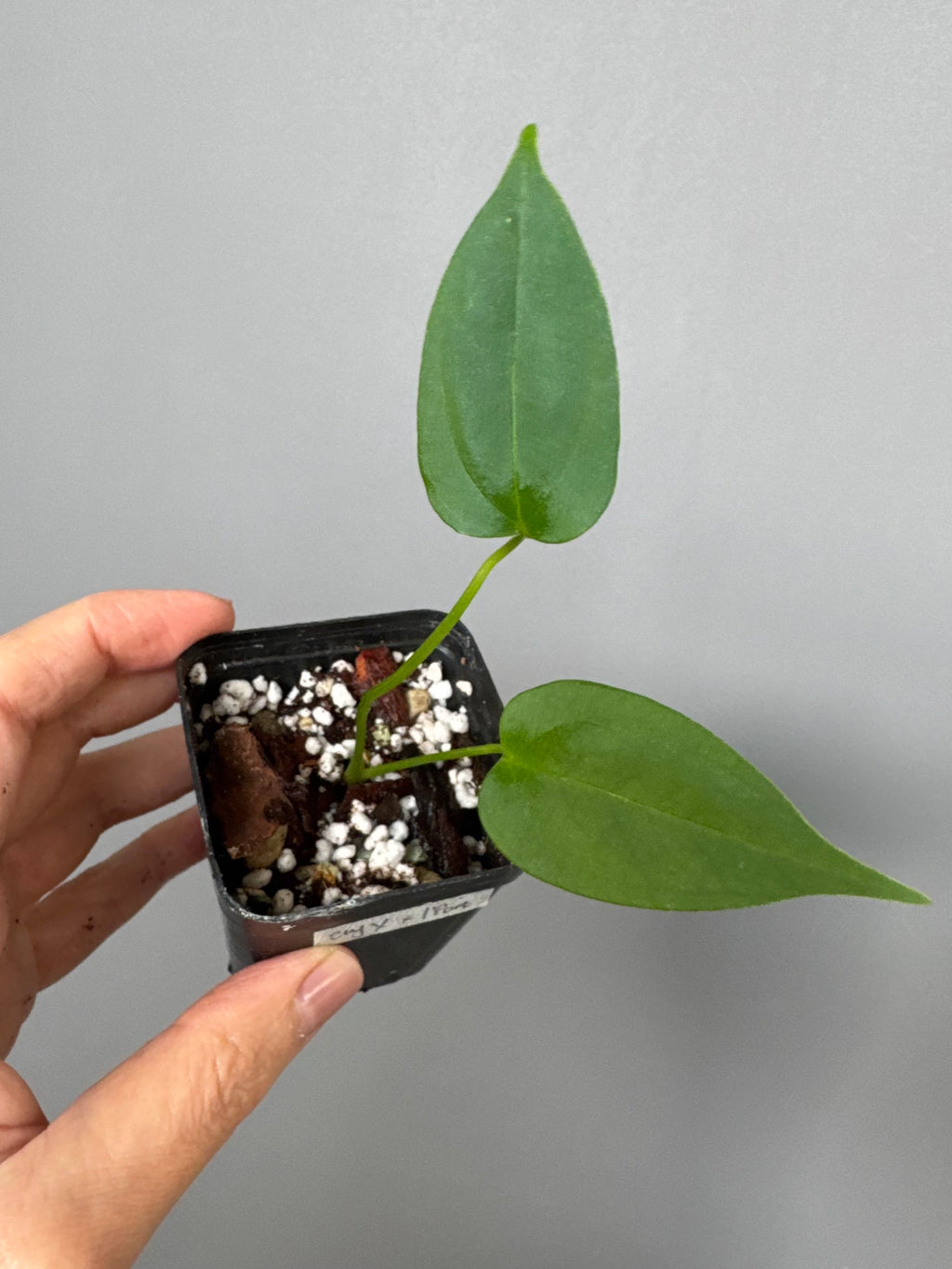 Anthurium CrystallinumX x Indo Portillae