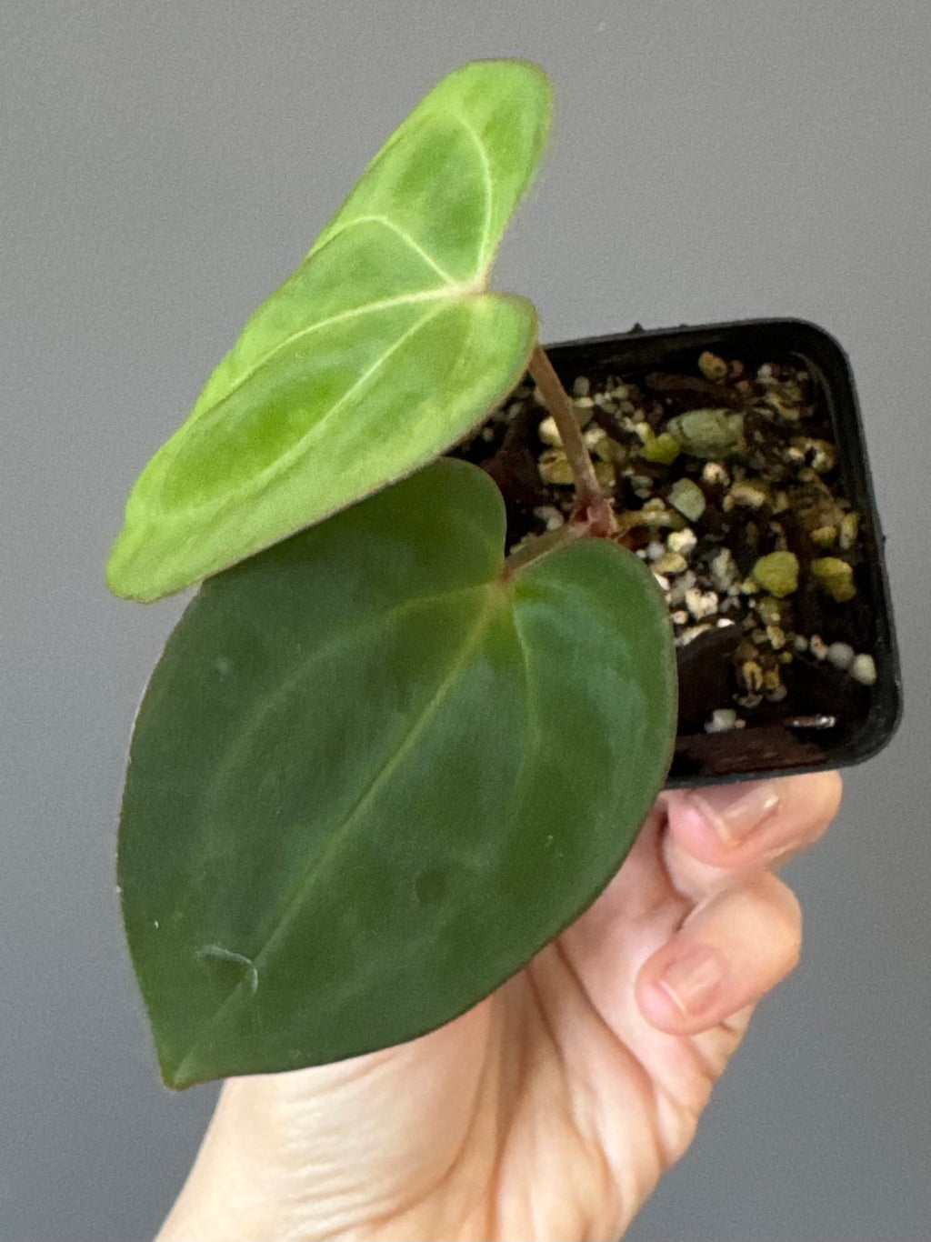 Anthurium Besseae aff. x Papillilaminum