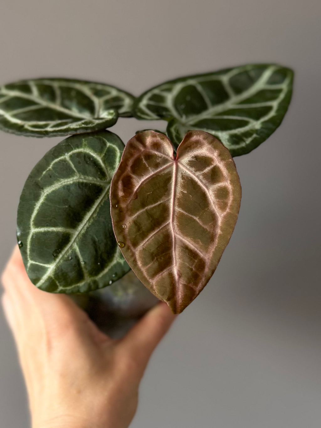Anthurium Pink Wonderboy (Scott) clone