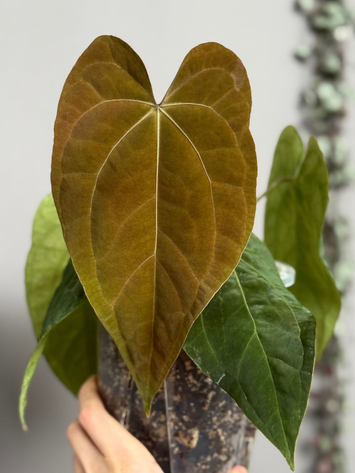 Anthurium Tezula AOS df x BVEP neon (Sarah/botanophile)