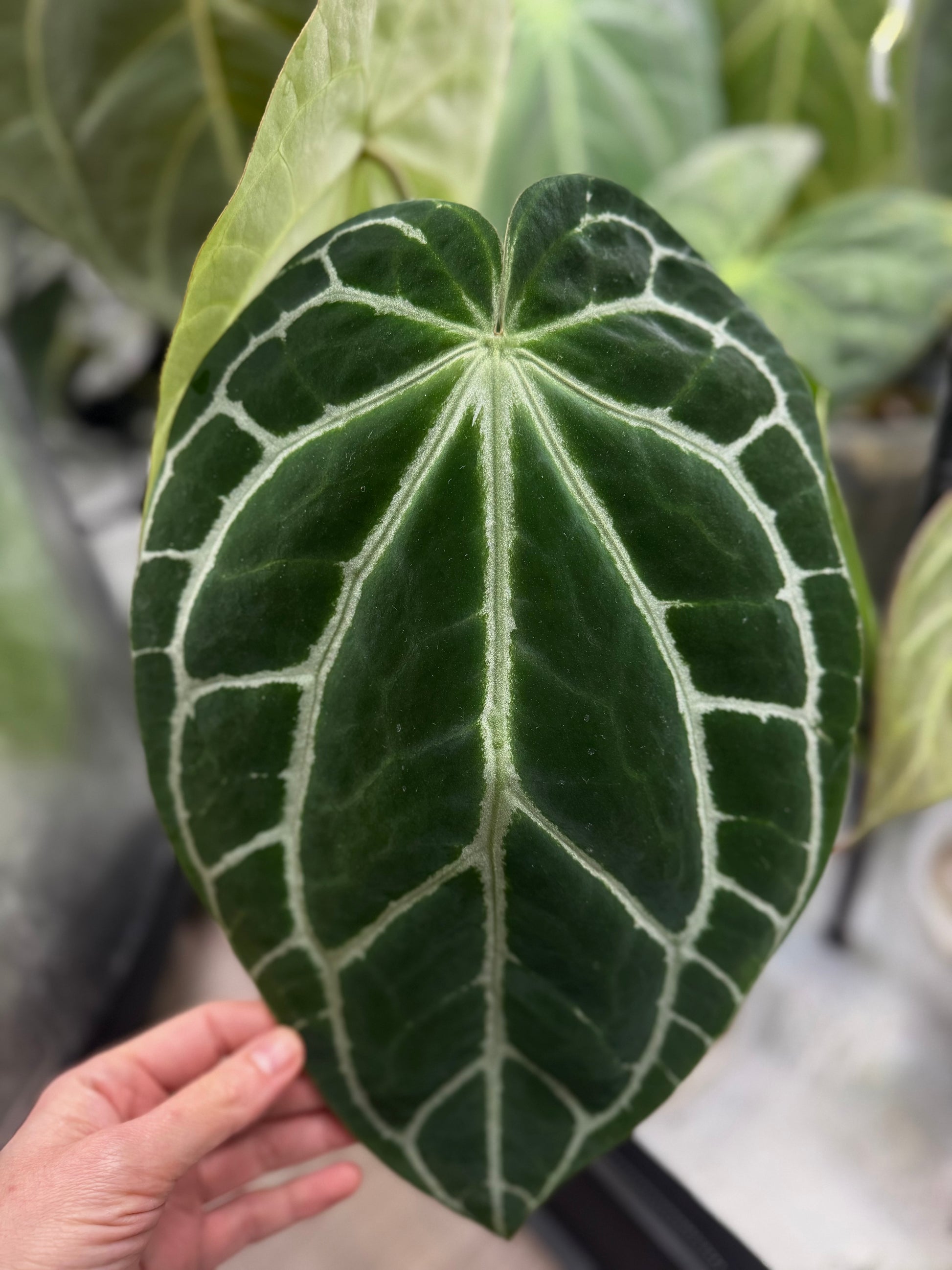 Crystallinum xopen