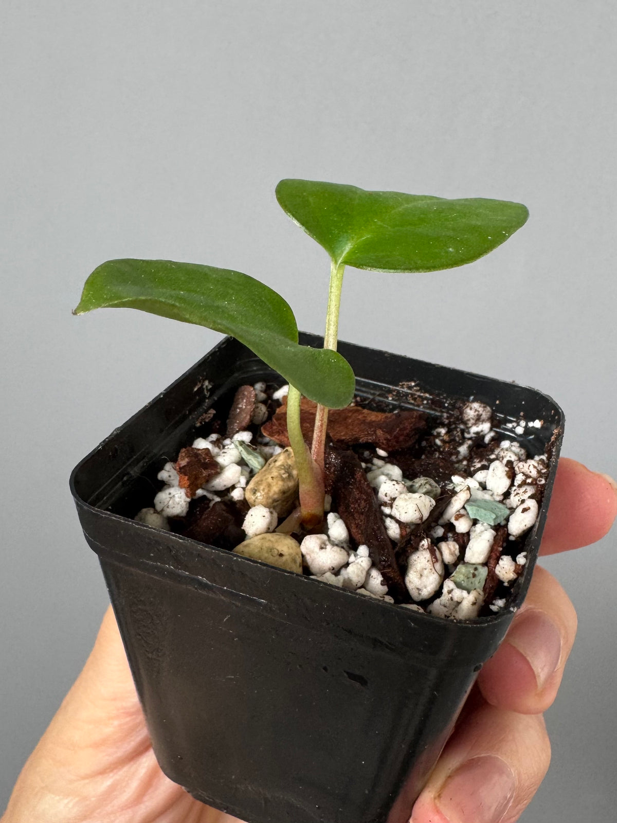 Anthurium sp Nov DF x BVEP OG1 (by anthurium.aura)