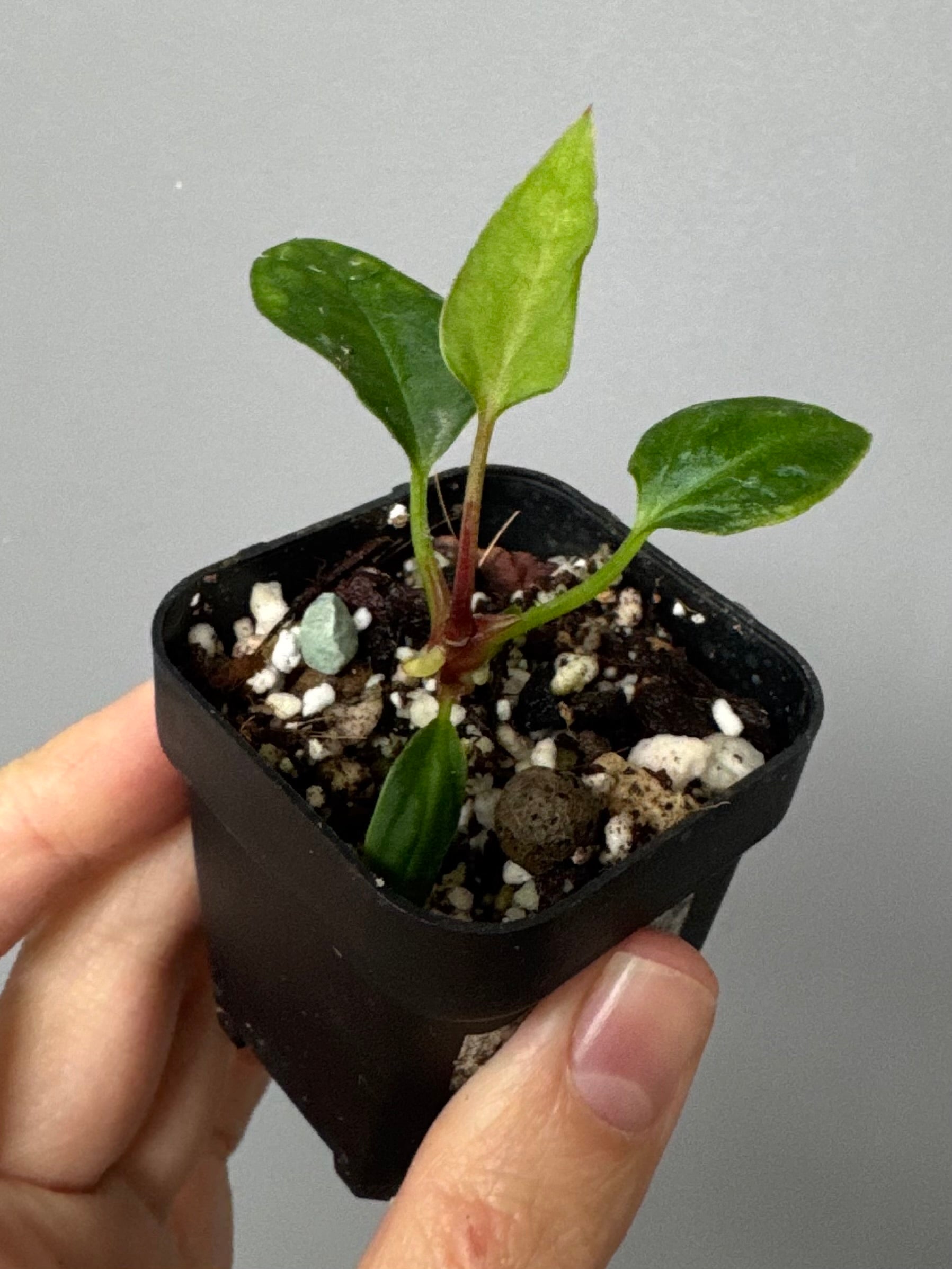 Anthurium ((magnificum x crystallinum) x NoID) X Papillilaminum - Mutation 3