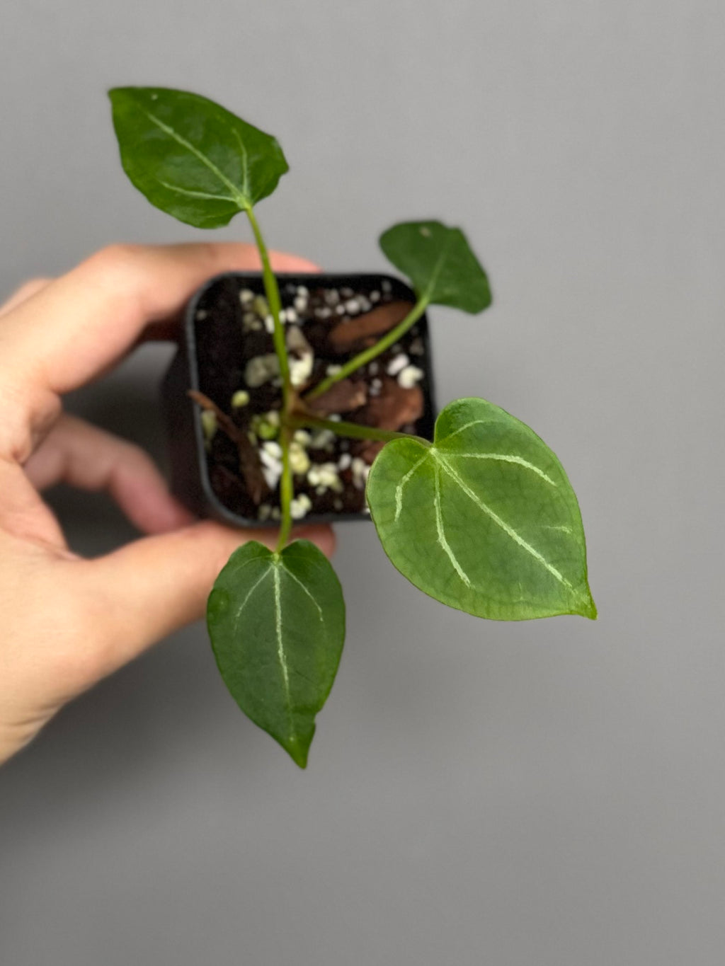 Anthurium (Papillilaminum x forgetii) X Crystallinum Silver