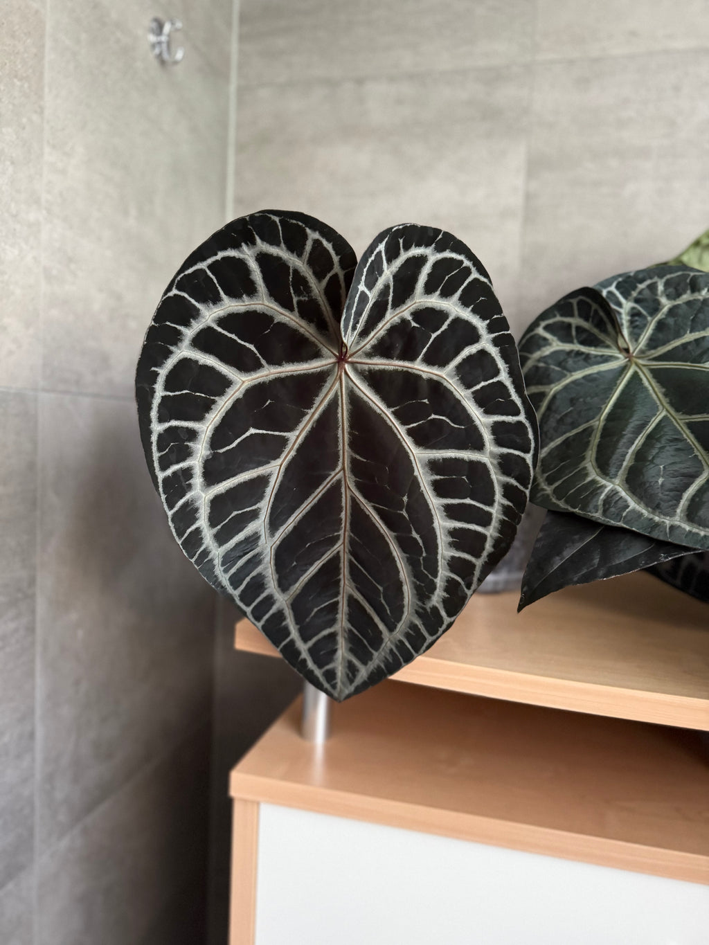 Anthurium Crystallinum Select Color x M