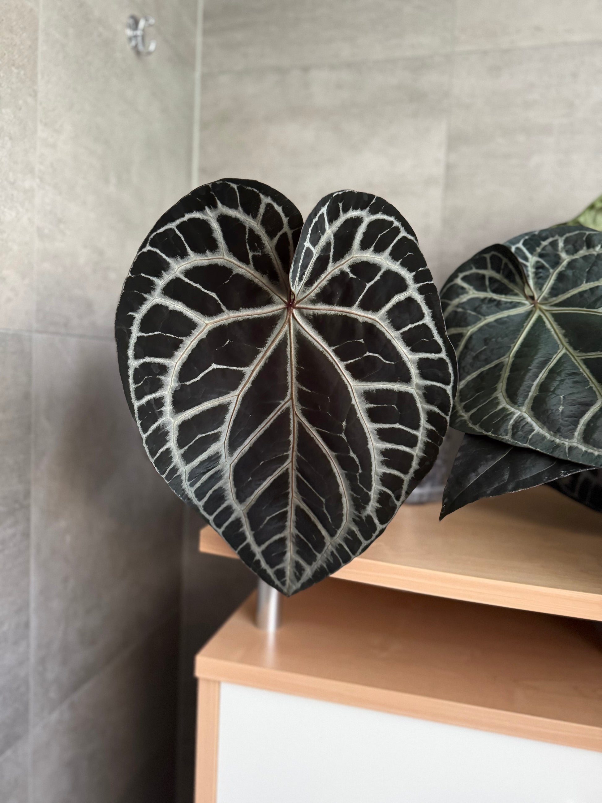 Anthurium Crystallinum Select Color x M