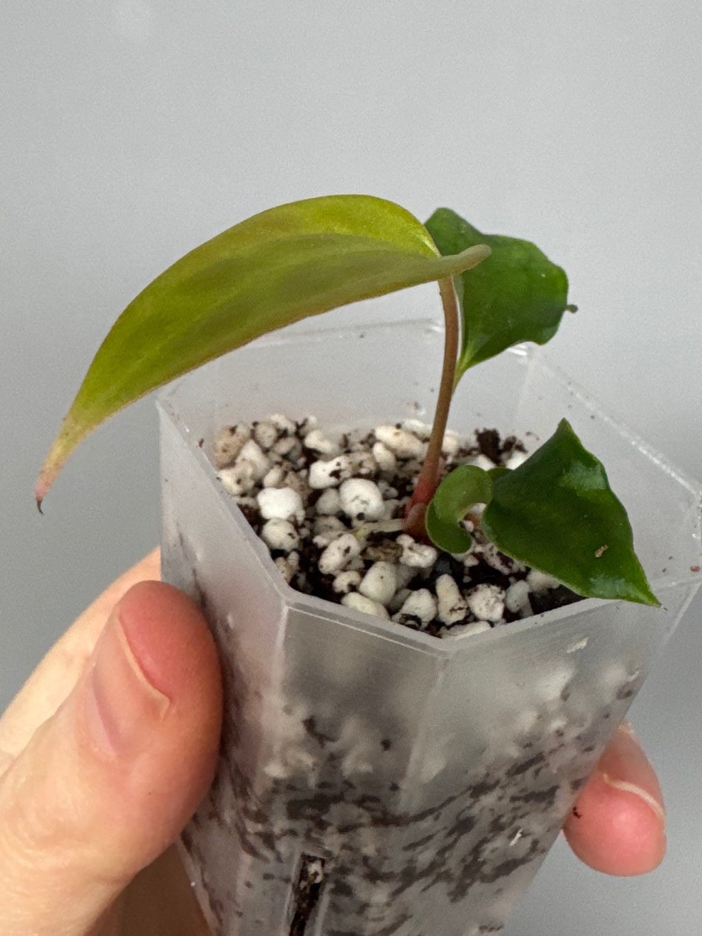 Anthurium Subsignatum Velvet x Ralph Lynam clone (#1)