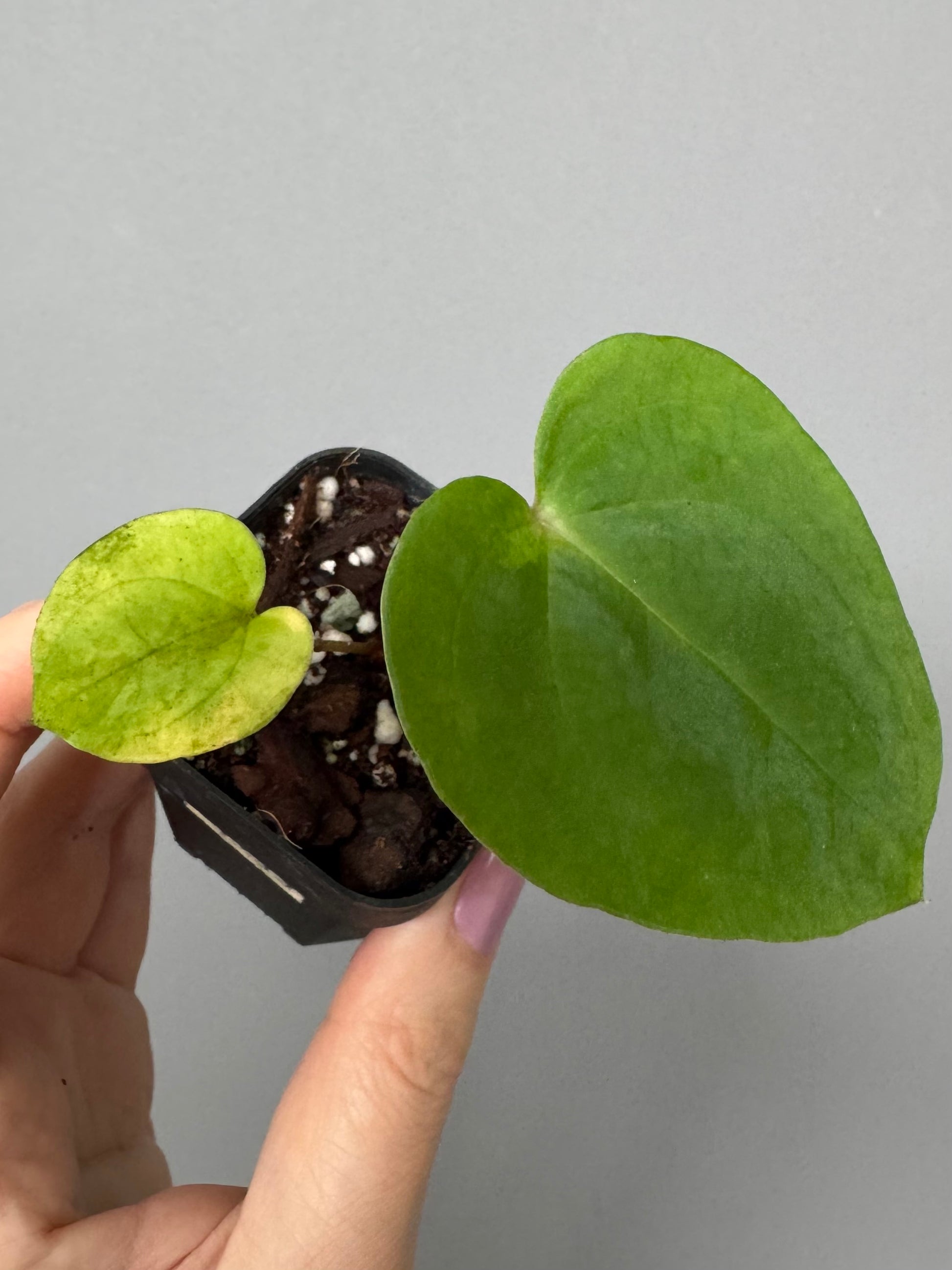 Papillilaminum T6xT7