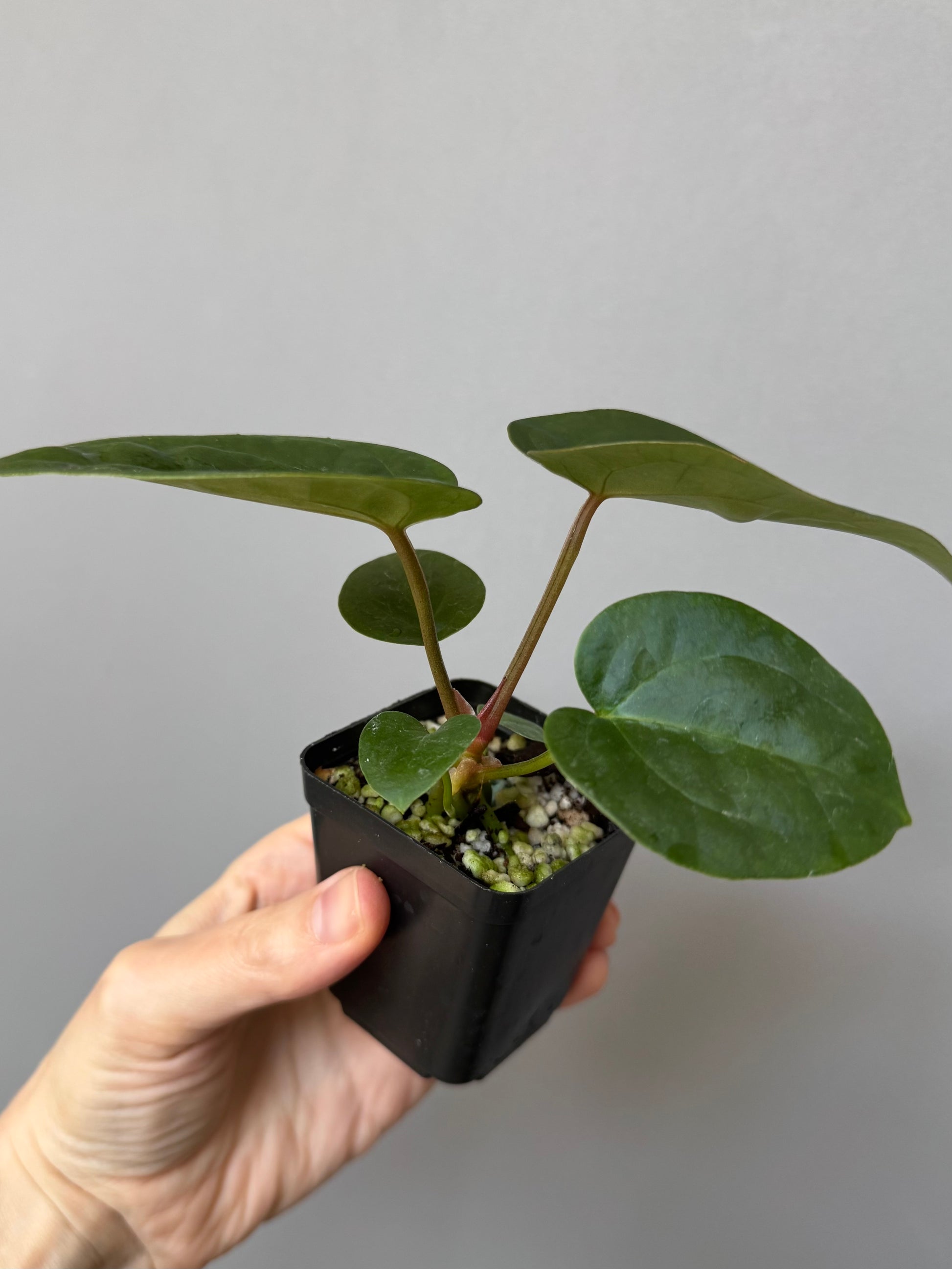 Anthurium (AOS x forgetii) x (NSE Red Crystallinum x Carlablackiae)