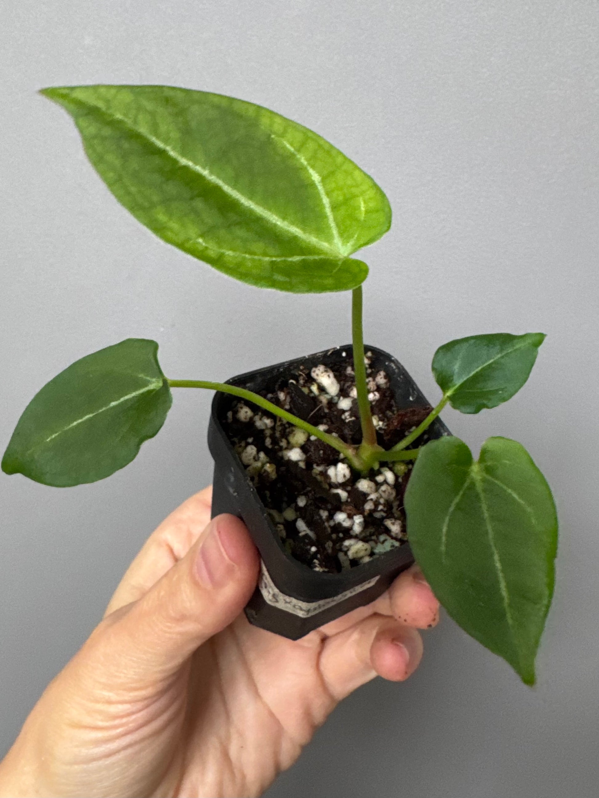 Anthurium (Papillilaminum x forgetii) X Crystallinum Silver