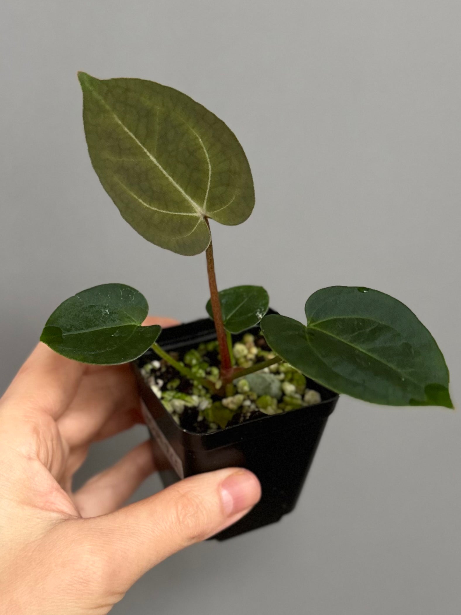 Anthurium (AOS x forgetii) x (NSE Red Crystallinum x Carlablackiae)