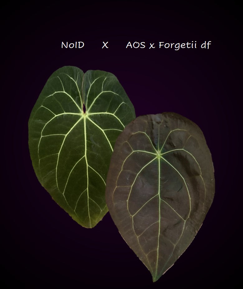 Anthurium NoID x (AOS x forgetii)