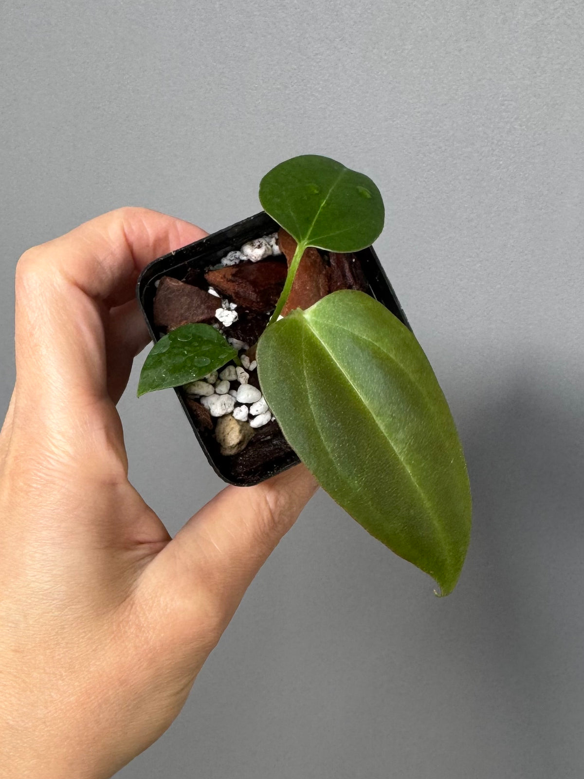 Anthurium (CrystallimumX x Indo portillae) x (DH x RVC)