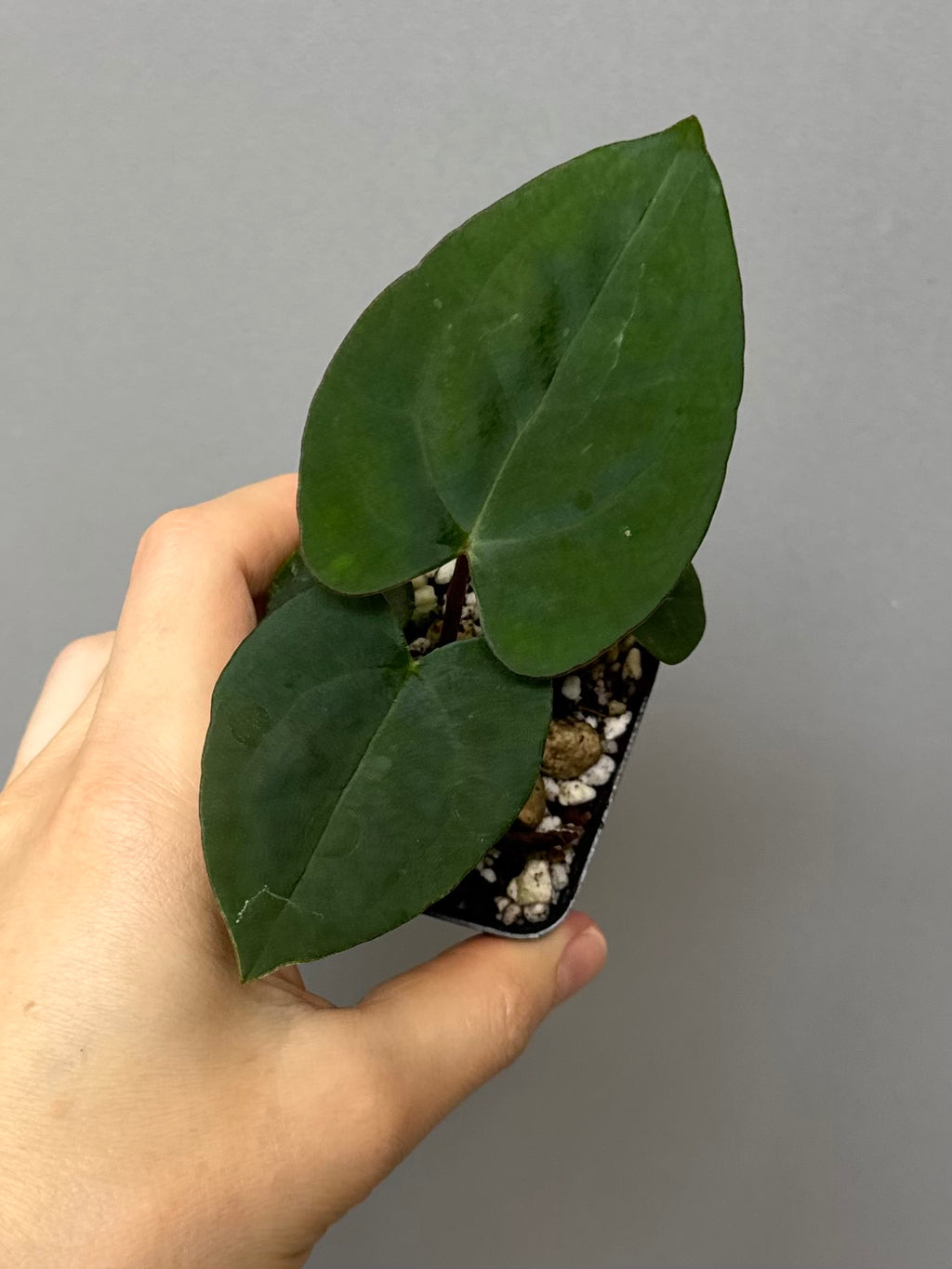 Anthurium (AOS x Carla) x RVDP