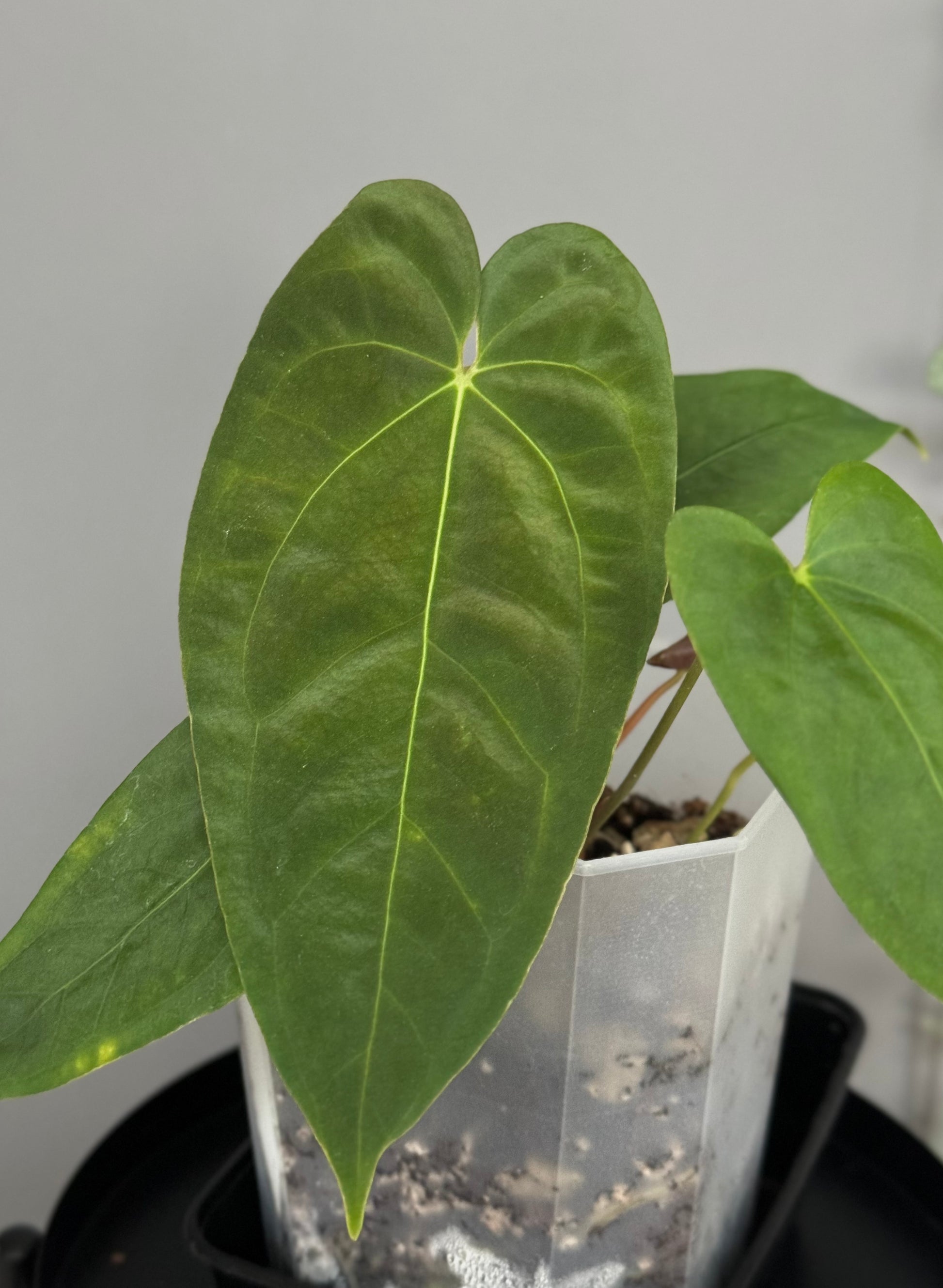 Papillilaminum K1xT5 - Plant 2
