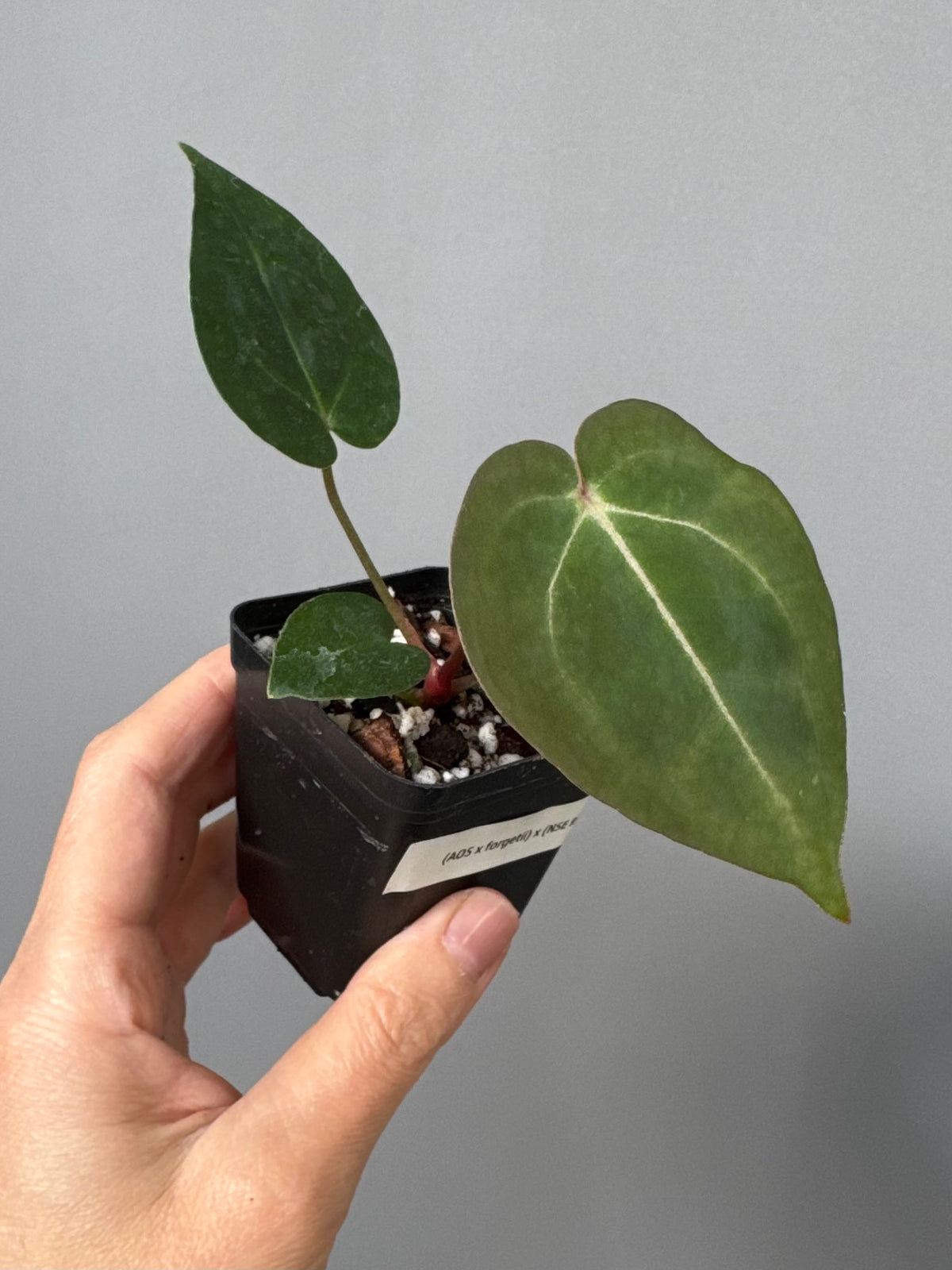 Anthurium (AOS x forgetii) x (NSE Red Crystallinum x Carlablackiae)