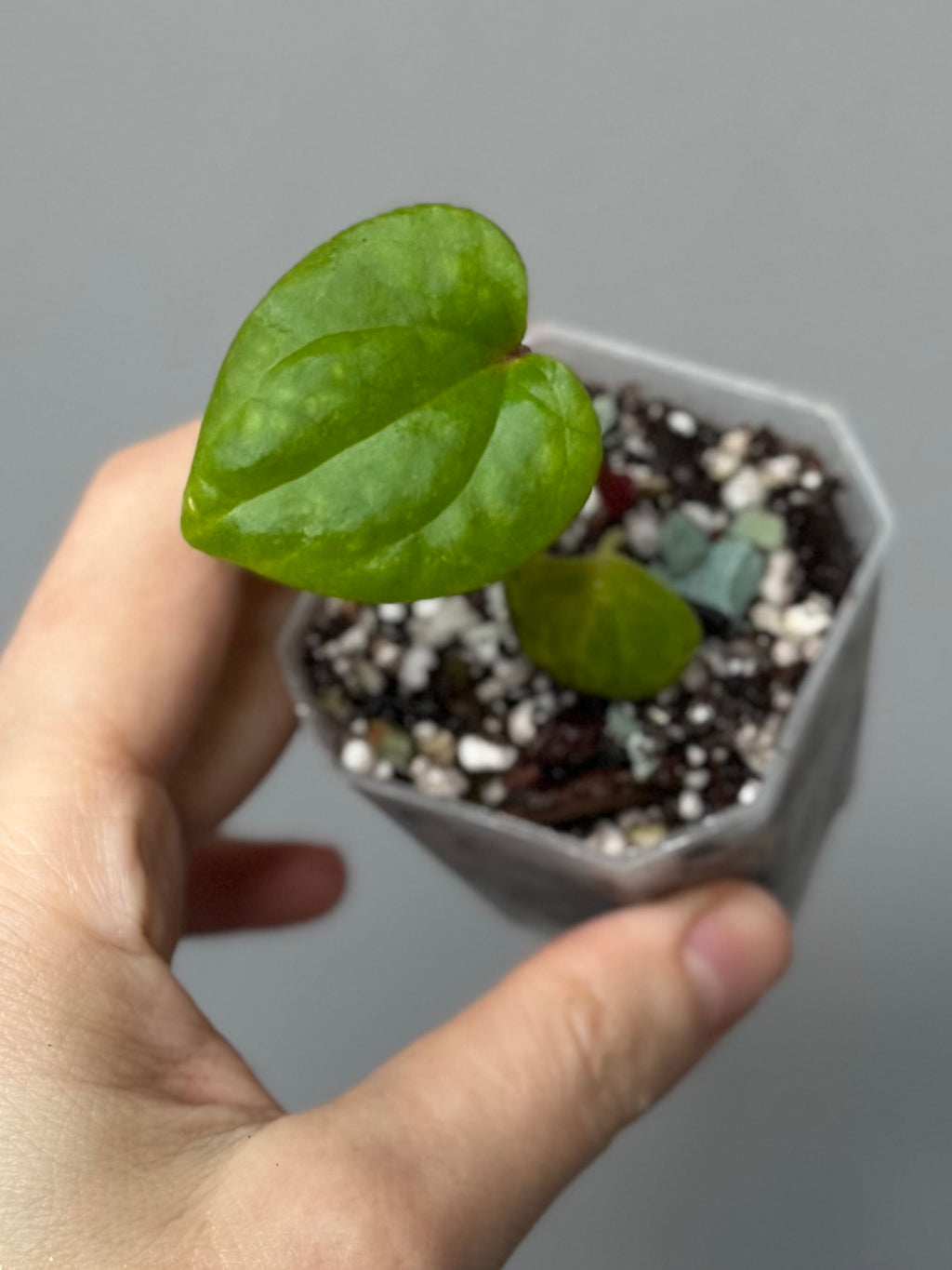 Anthurium RVDP - Red Vein Dark Phoenix Clone