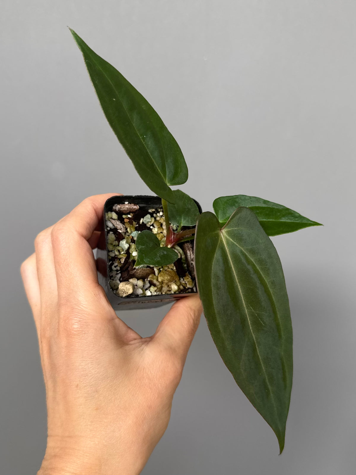 Anthurium (NoID x Papi Indo) x (DH x RVC)