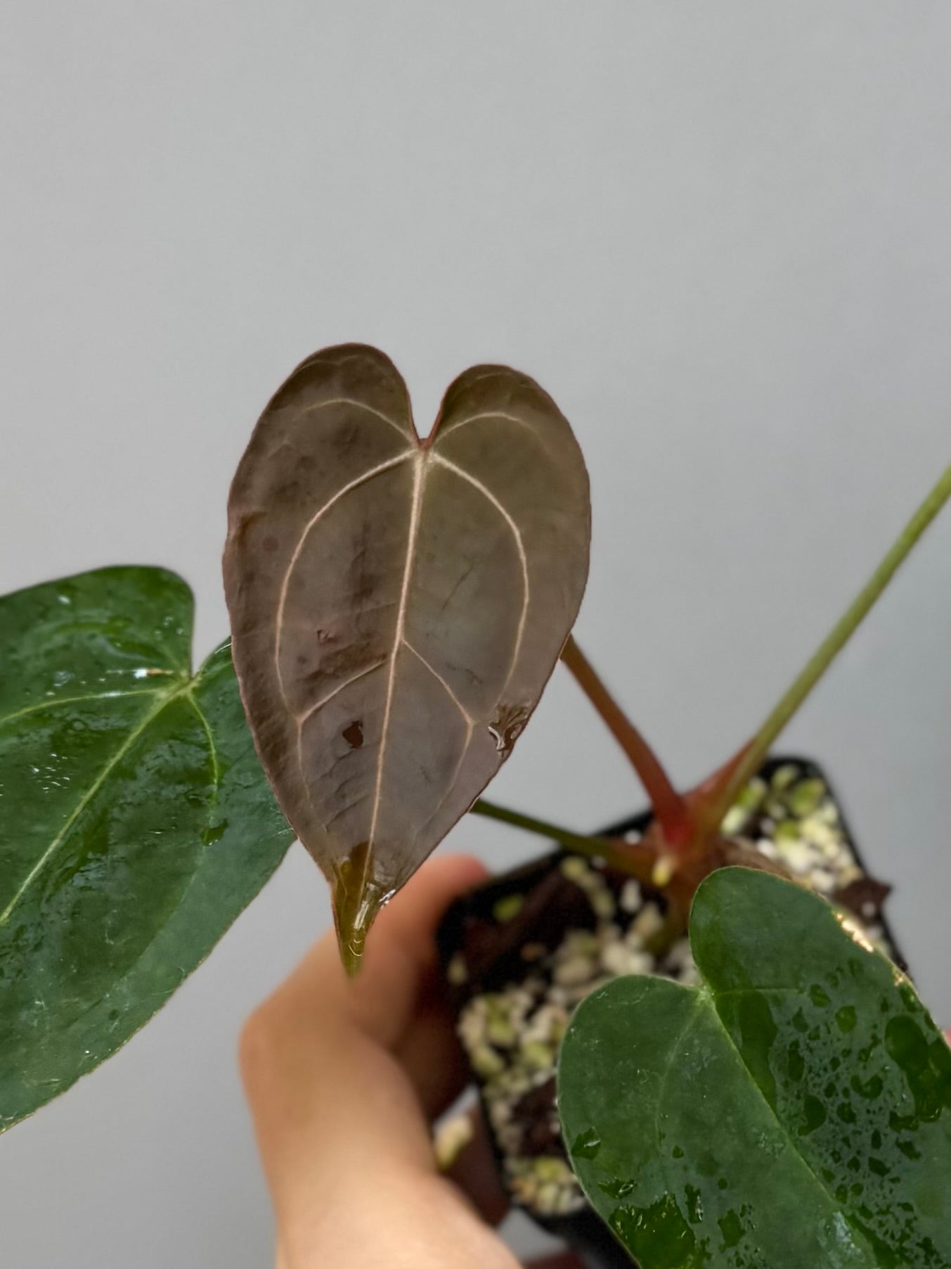 Anthurium (AOS x forgetii) x (NSE Red Crystallinum x Carlablackiae)