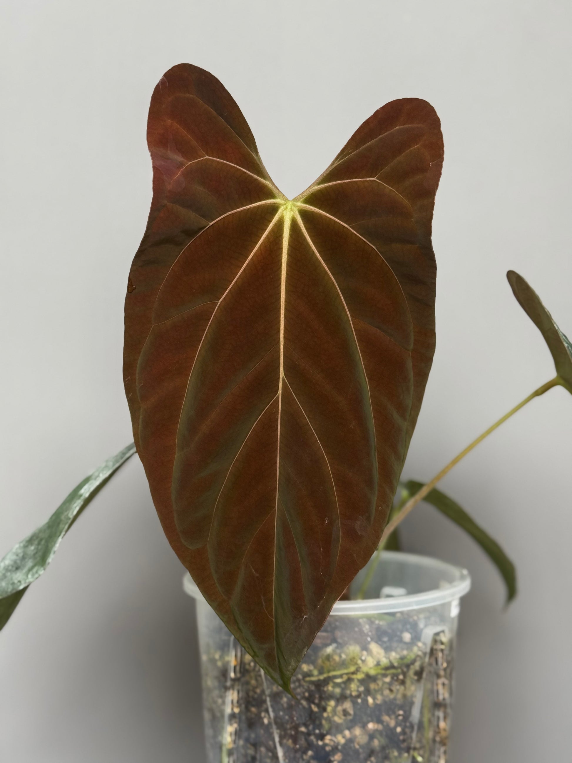 Anthurium ((BVEP x Portillae Dorito) x (Dark Phoenix x Goliath)) x (Fort Sherman x RVDP) - germinated seeds