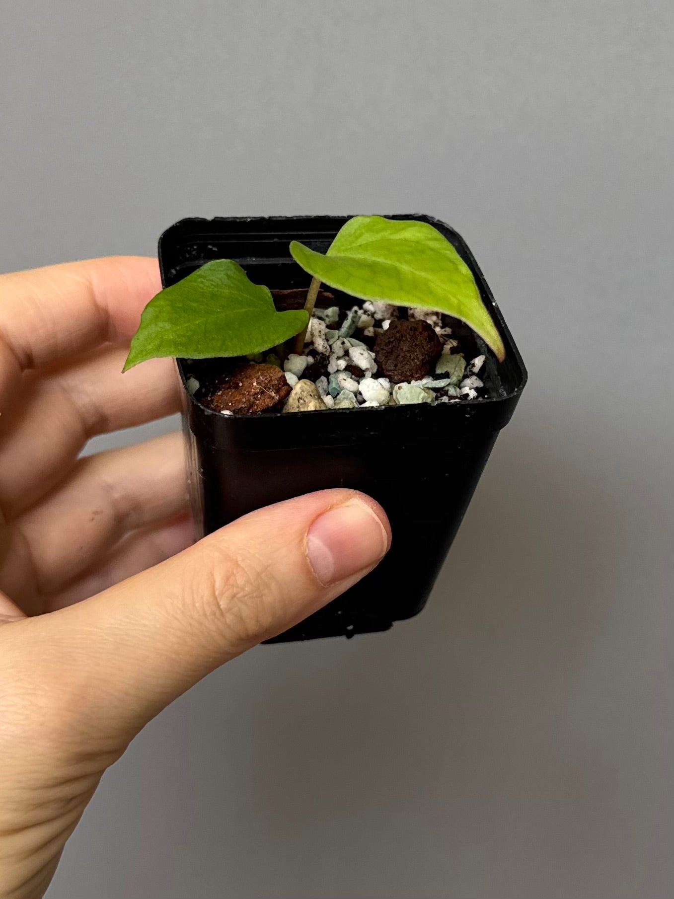 Anthurium NSE CarlaX x complex KOS/HU Hybrid