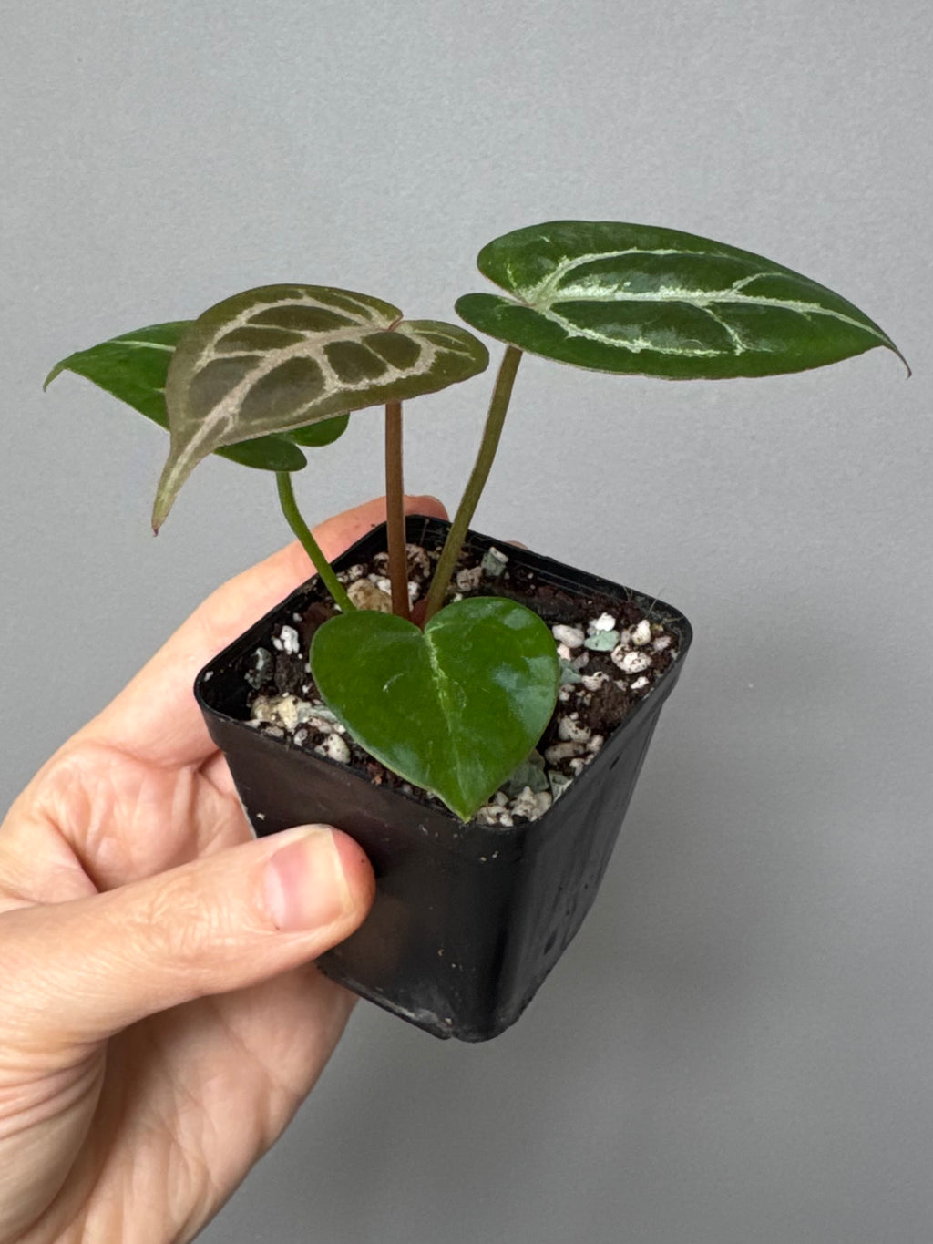 Anthurium Silver Blush x Michelle