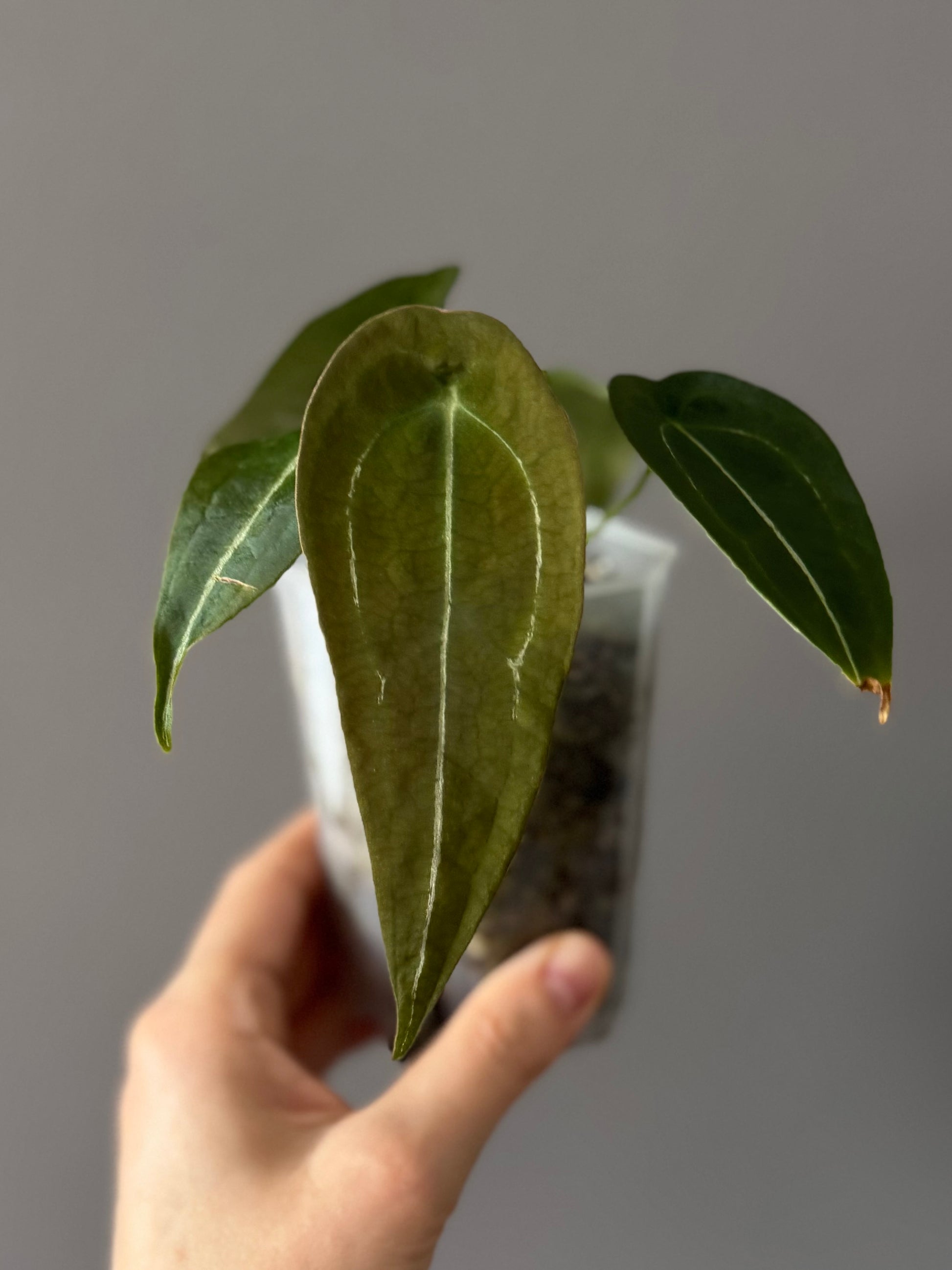Anthurium forgetii long form