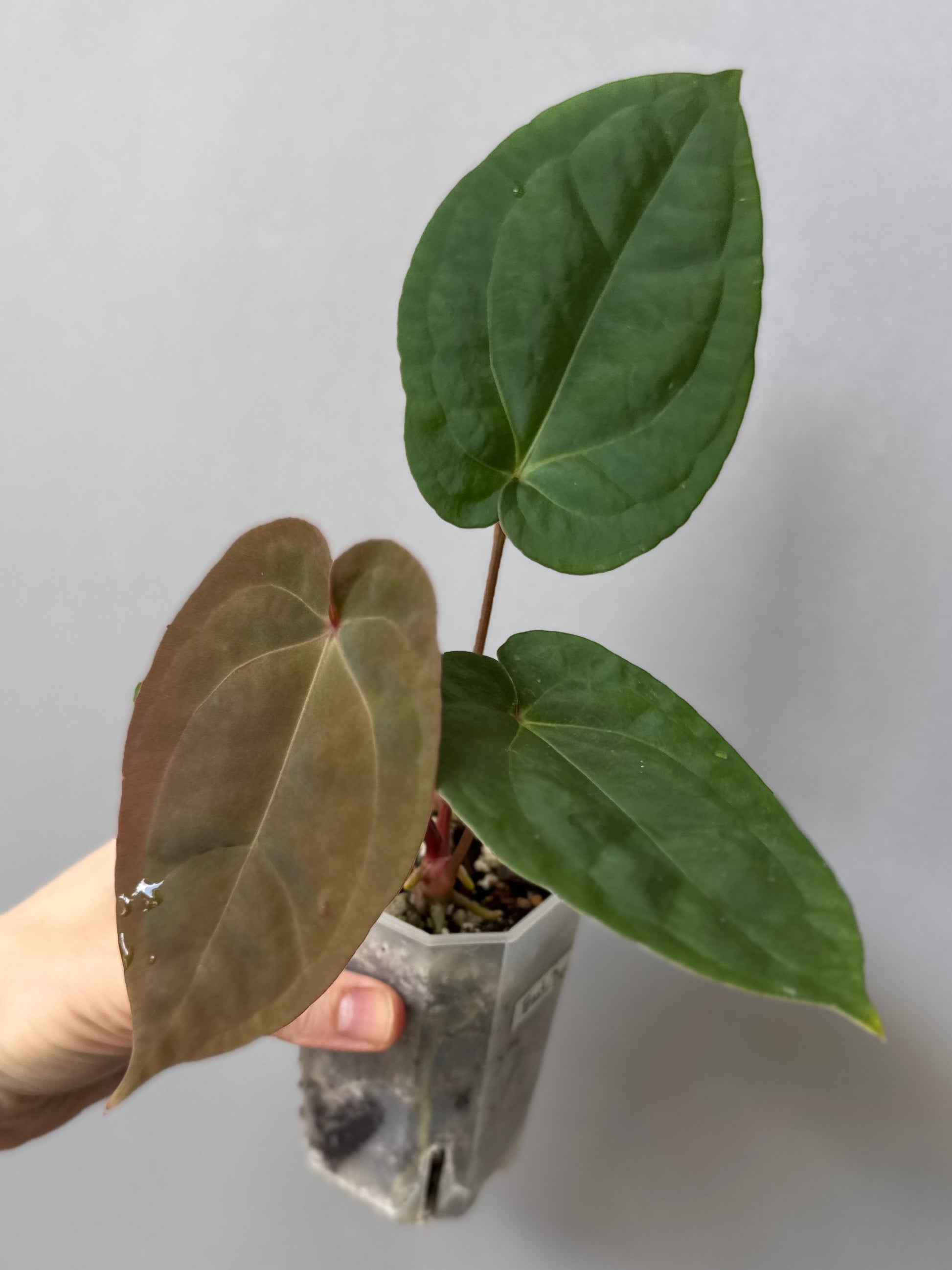 Anthurium Eastern dressleri x (Michelle Hot Pink x RVC) (#2) (by anthurium.aura)