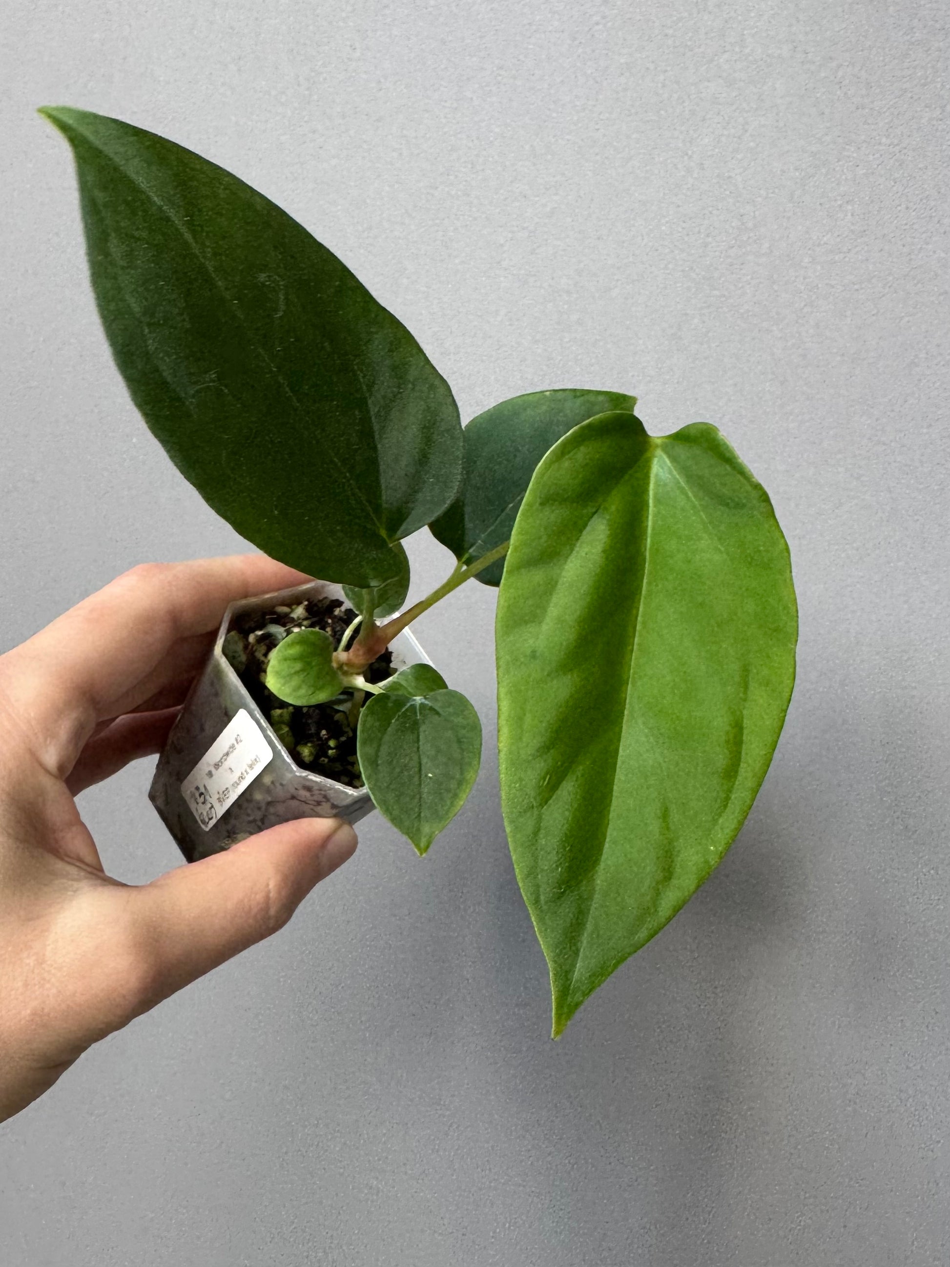 Anthurium Mr. Worldwide x BVEP RoundxFelix (#3) (by variegated_stringray)