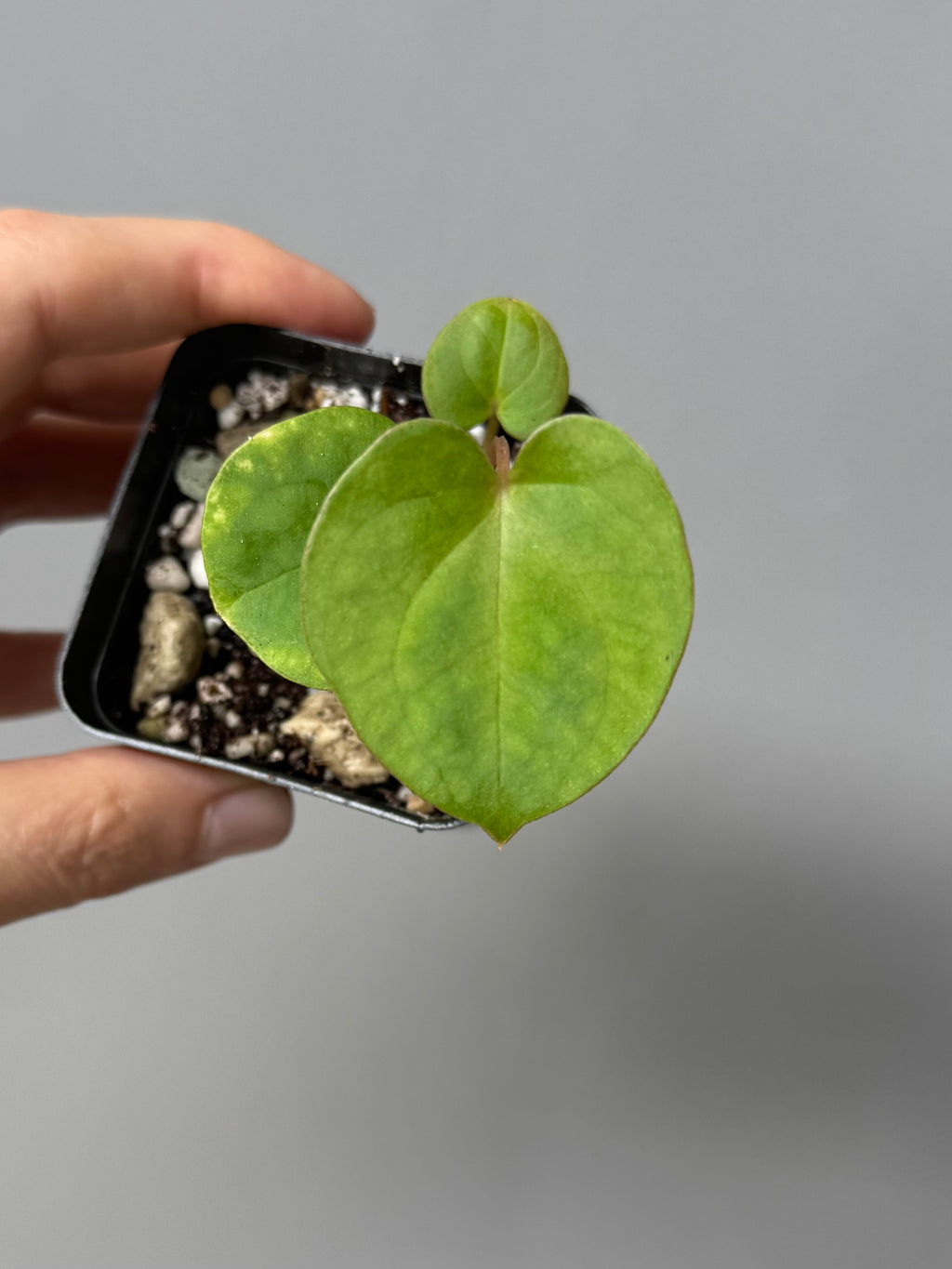 Papillilaminum T6xT7
