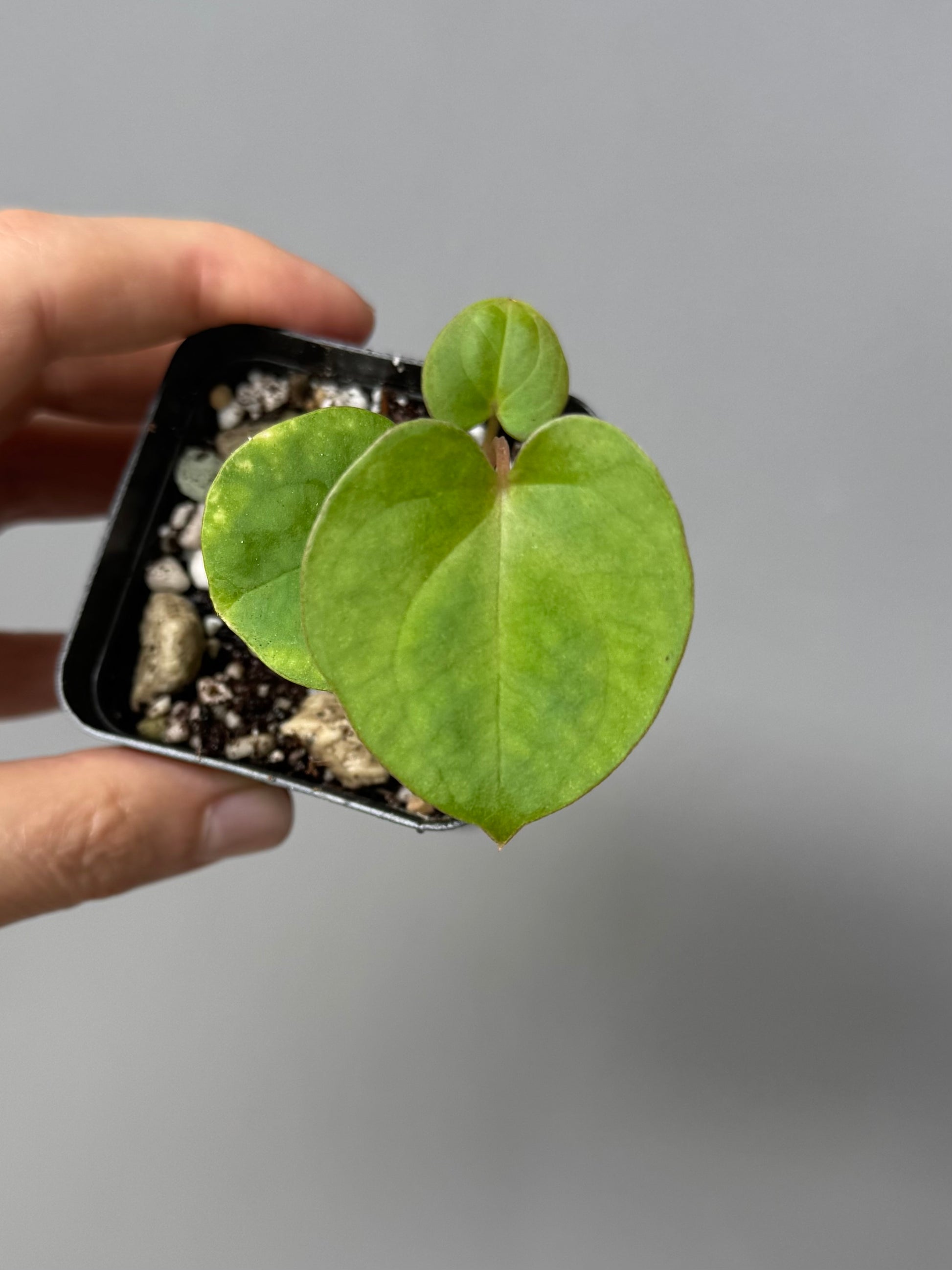 Papillilaminum T6xT7