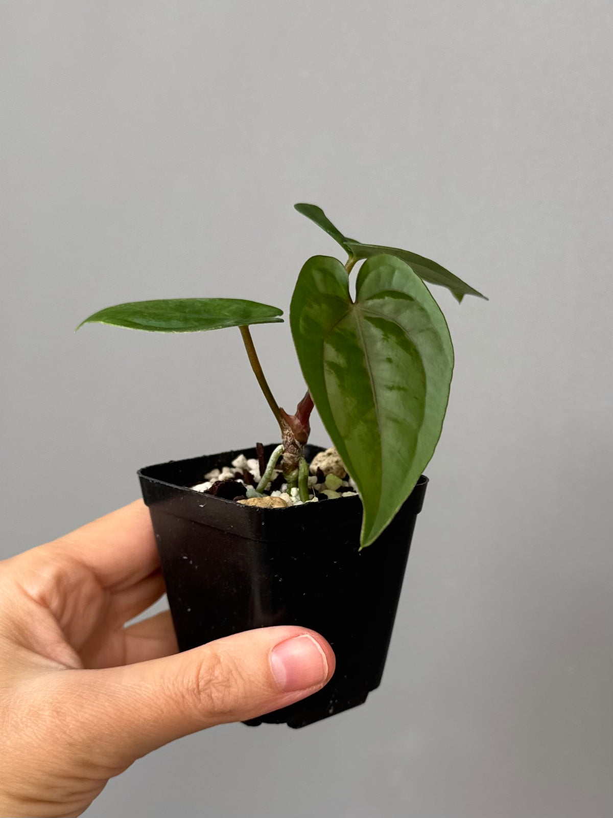 Anthurium Papillilaminum ‚Gatorbod‘ x (RGdressCarla x BVEP)