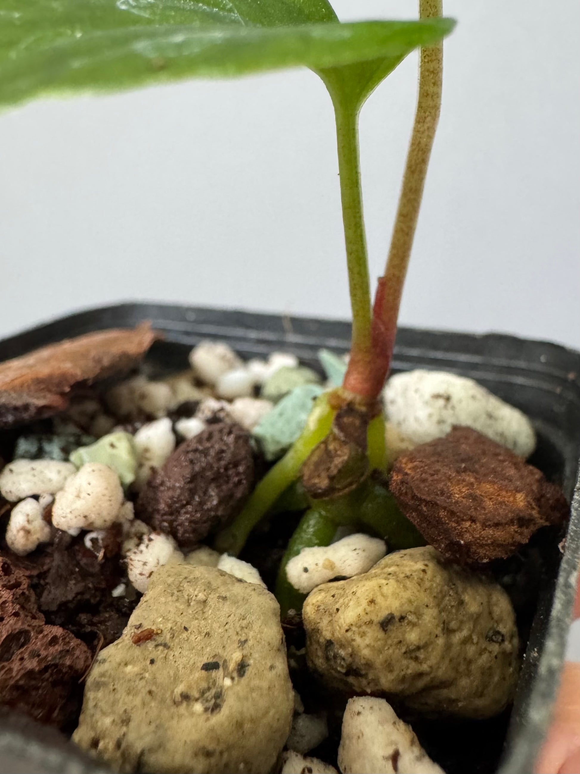Anthurium papillilaminum Fort Sherman x RVDP (FSxRVDP)
