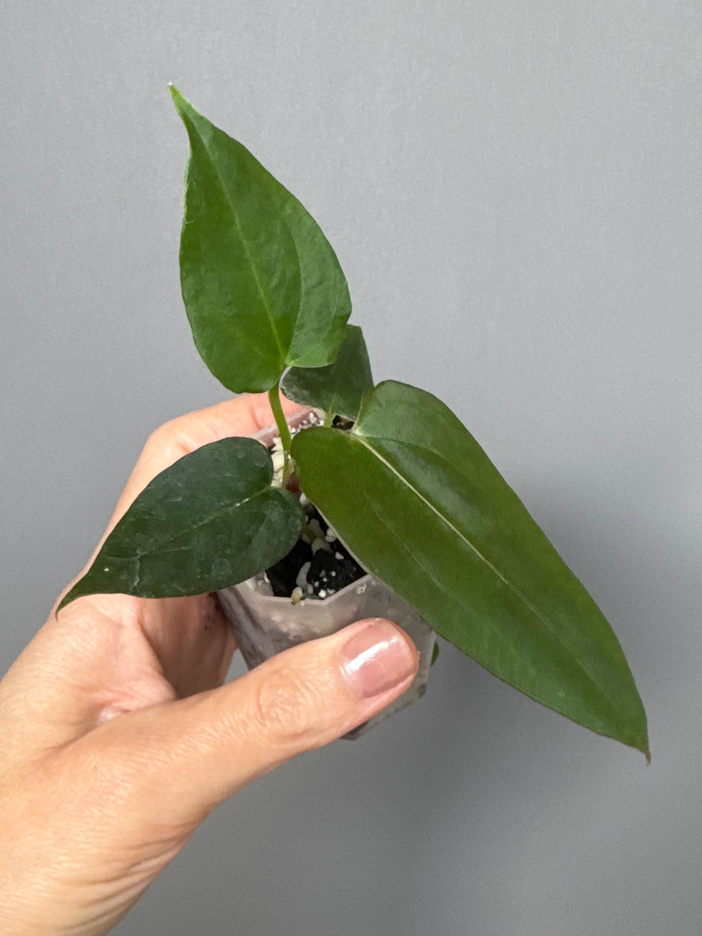 Anthurium (NoID x Papi Indo) x (DH x RVC)