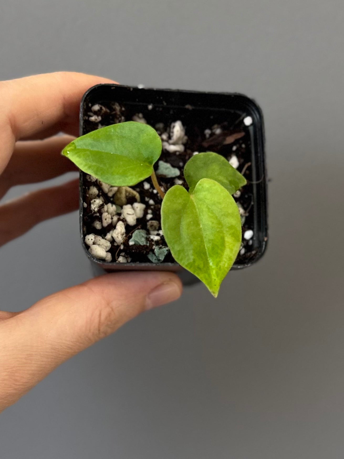 Anthurium BVEP OG1 x Papillilaminum Lago Gatun