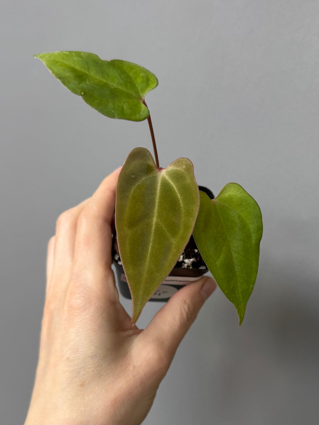 Anthurium crystallinum x papillilaminum
