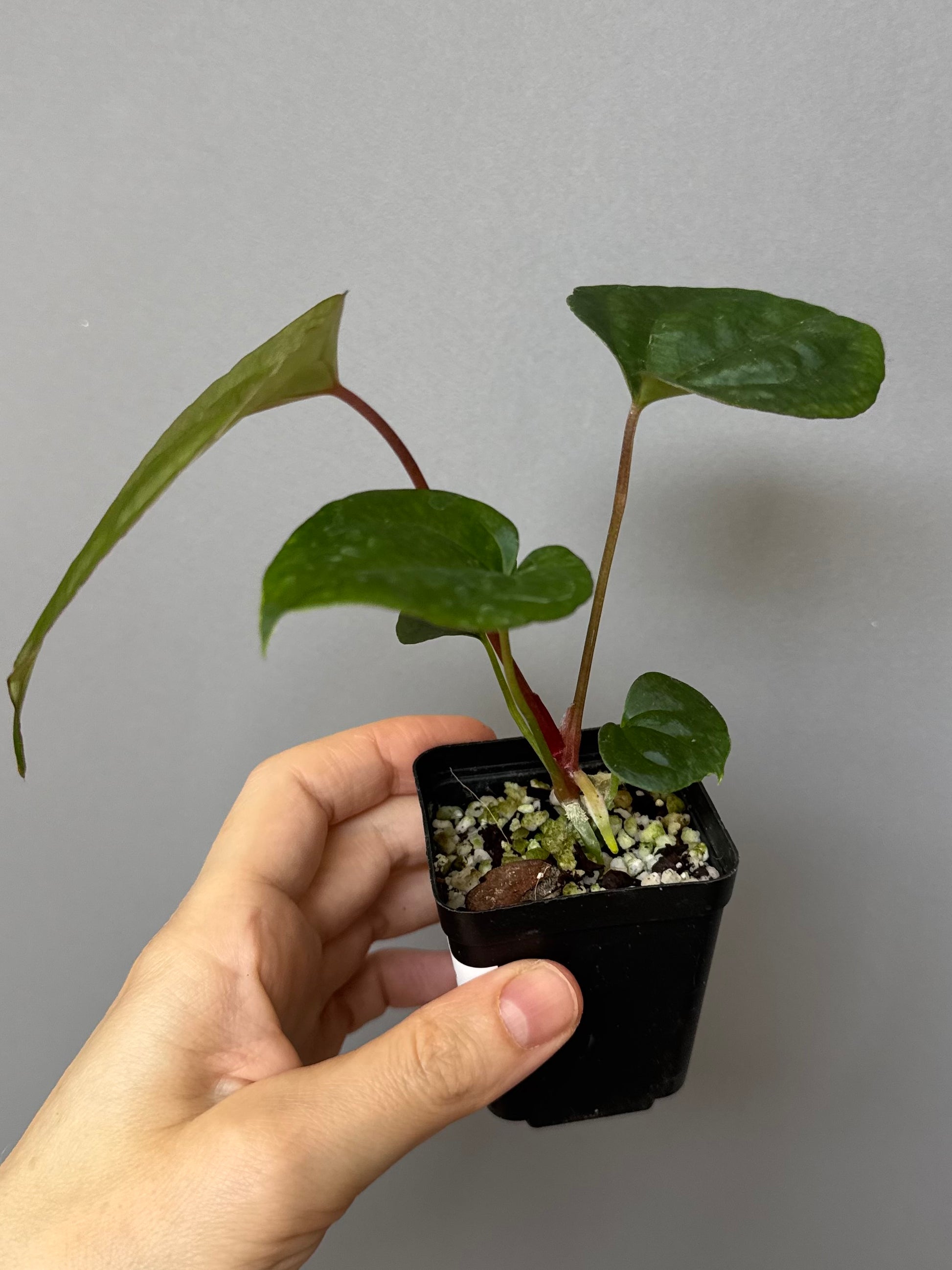 (Papillilaminum Daniel x Besseae aff.) X RVDP