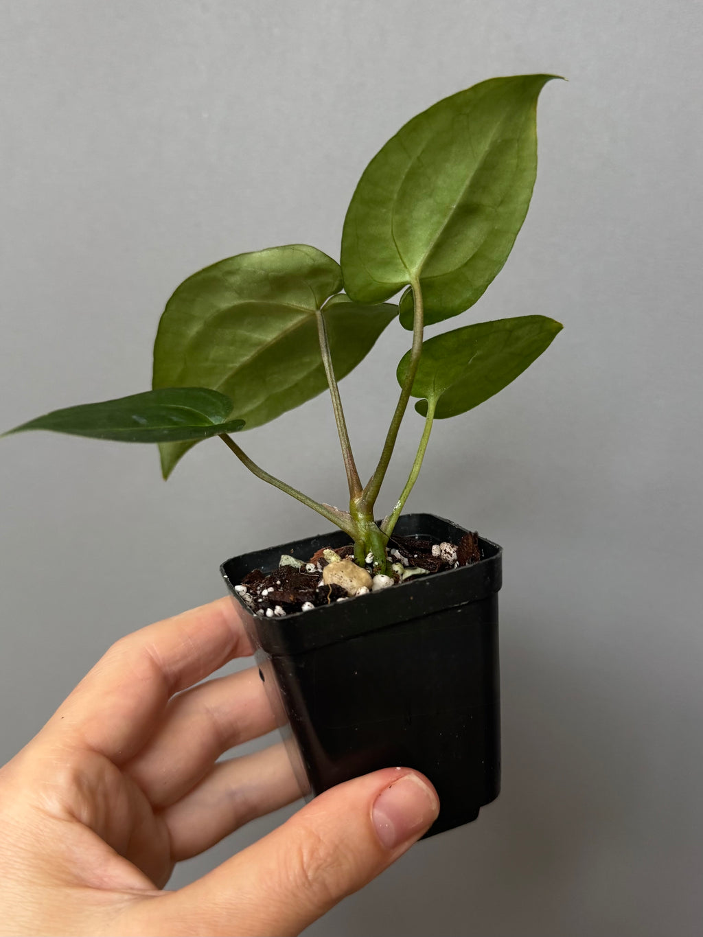 Anthurium (AOS x forgetii) x (NSE Red Crystallinum x Carlablackiae)