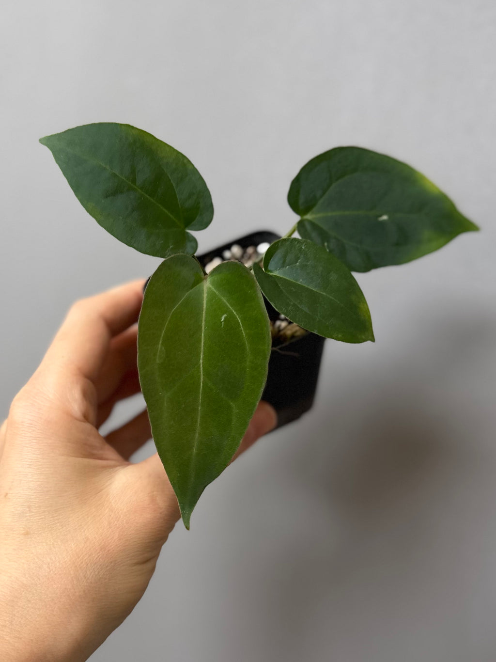 Anthurium (AOS x forgetii) x (NSE Red Crystallinum x Carlablackiae)