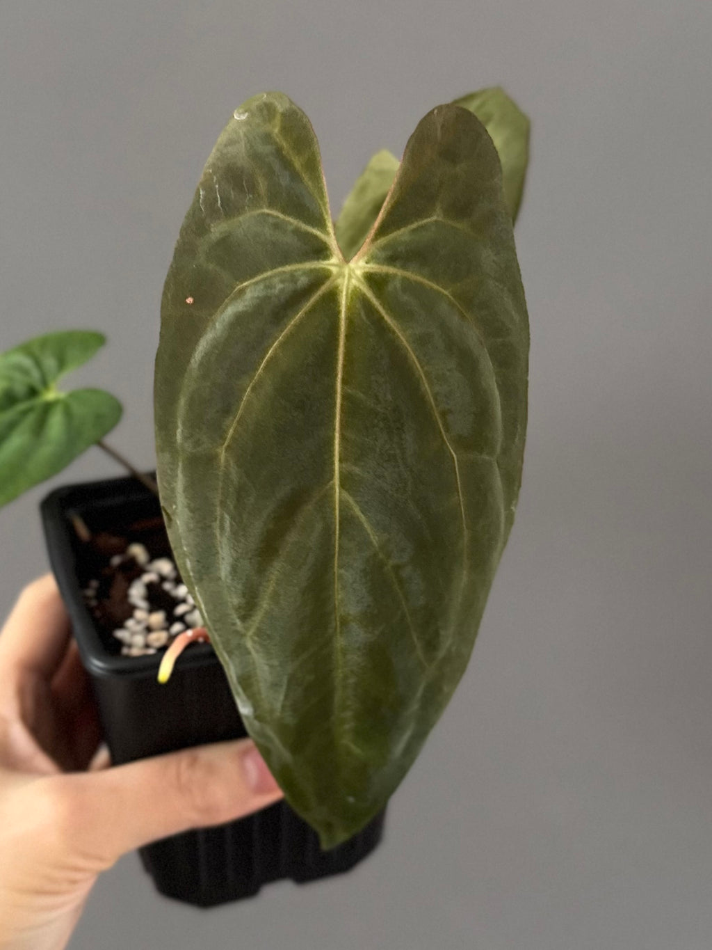 Anthurium PapillilaminumX