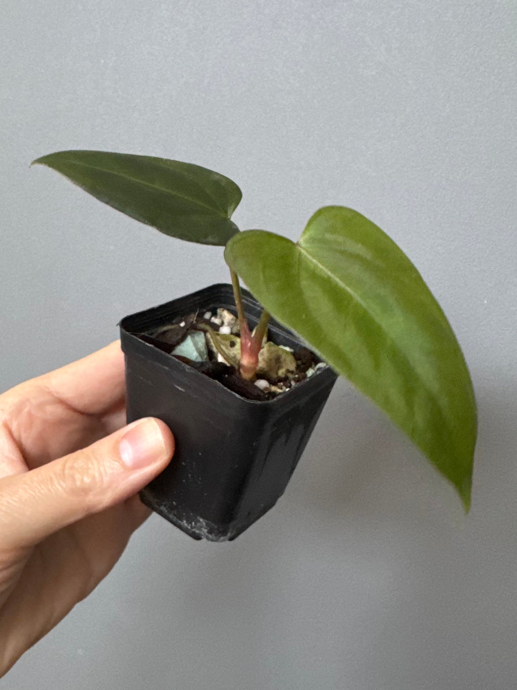 Anthurium Mr. Worldwide x (RG dress x Carla ‘Amanda’) (#2)