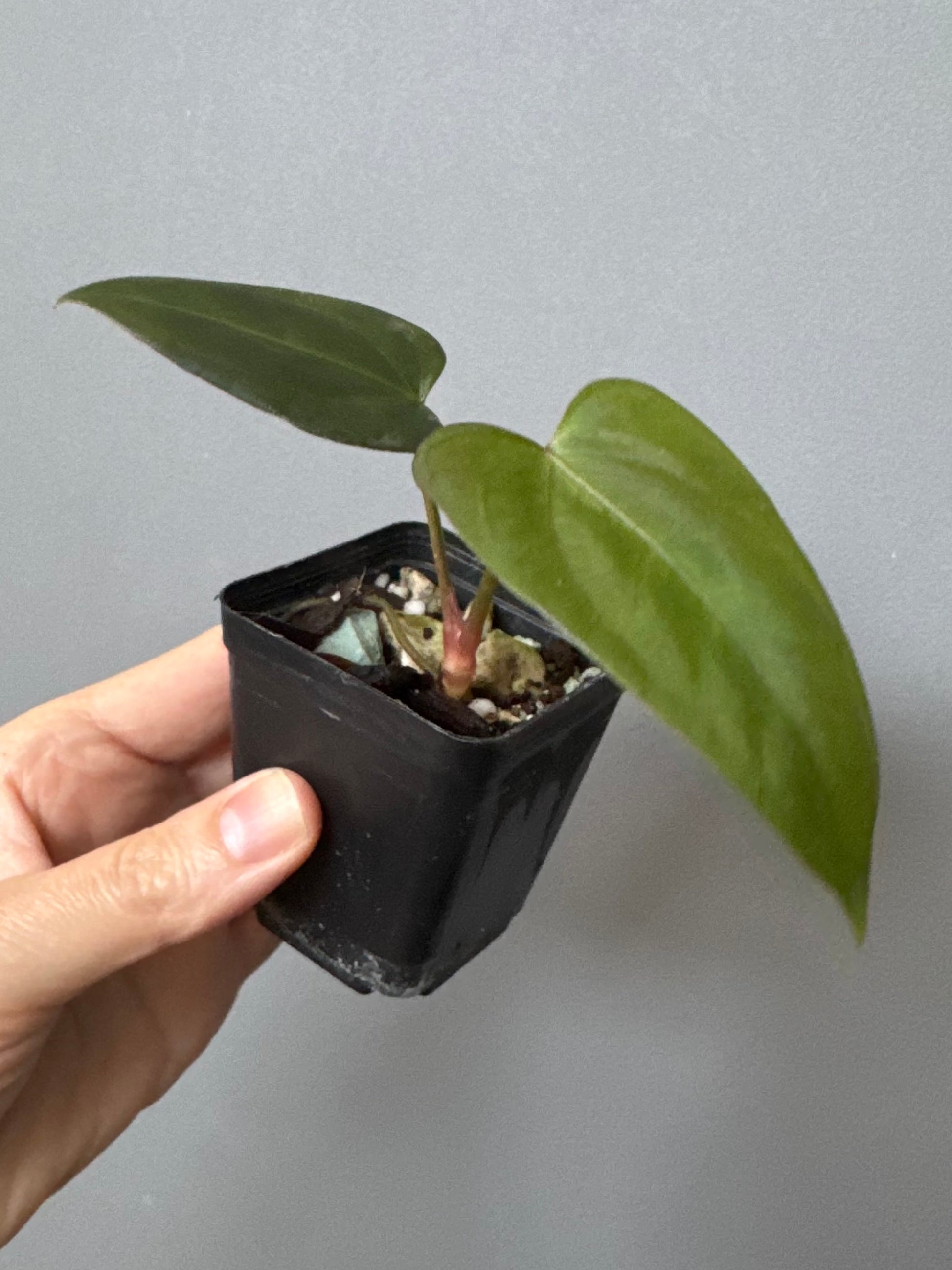 Anthurium Mr. Worldwide x (RG dress x Carla ‘Amanda’) (#2)