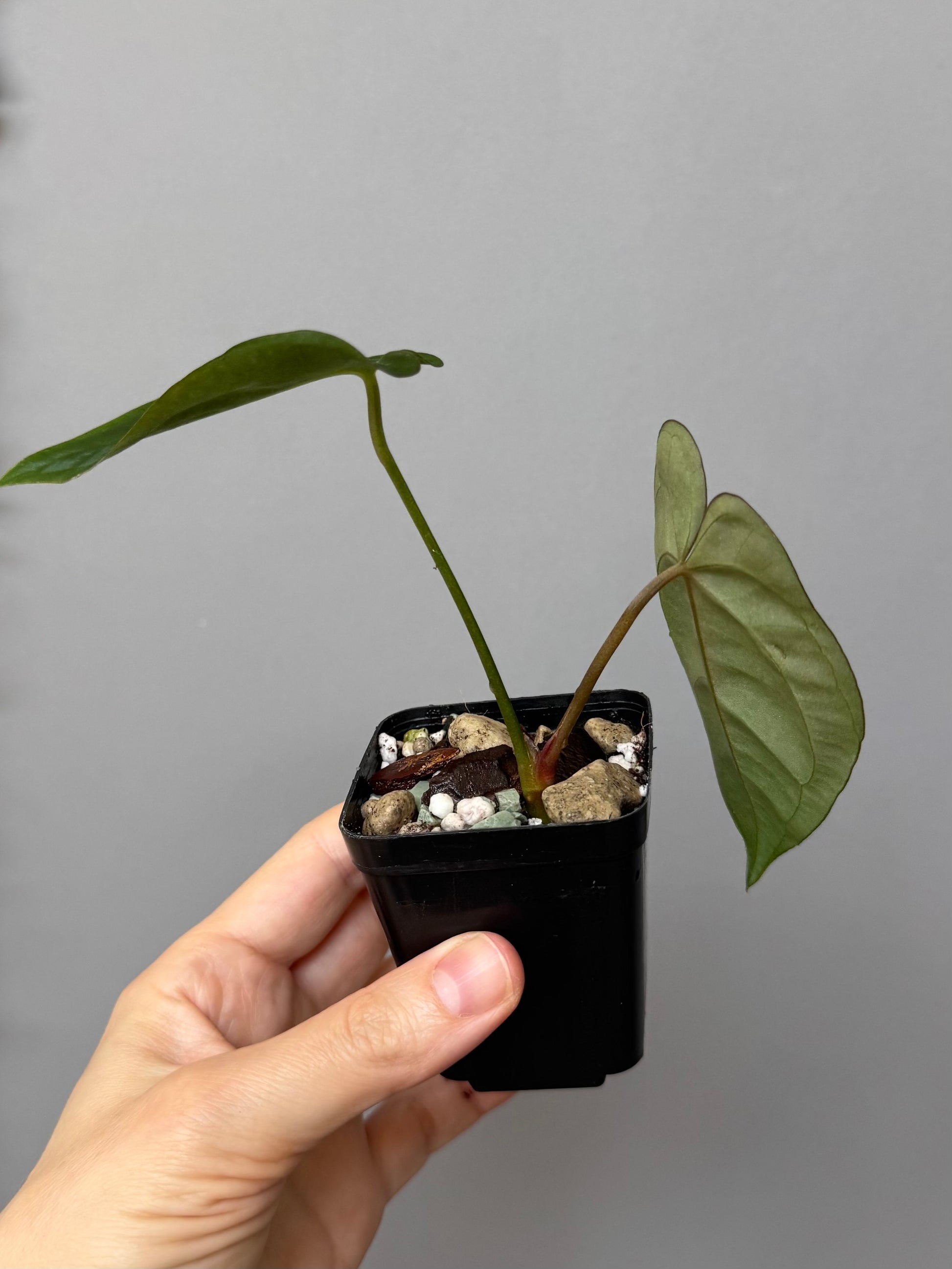 Anthurium magnificum x papillilaminum