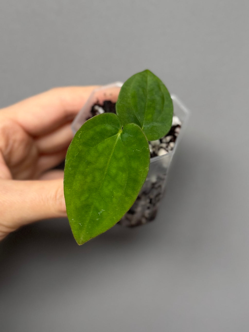 Anthurium BVEP RF1 x Dark Star (Grant)